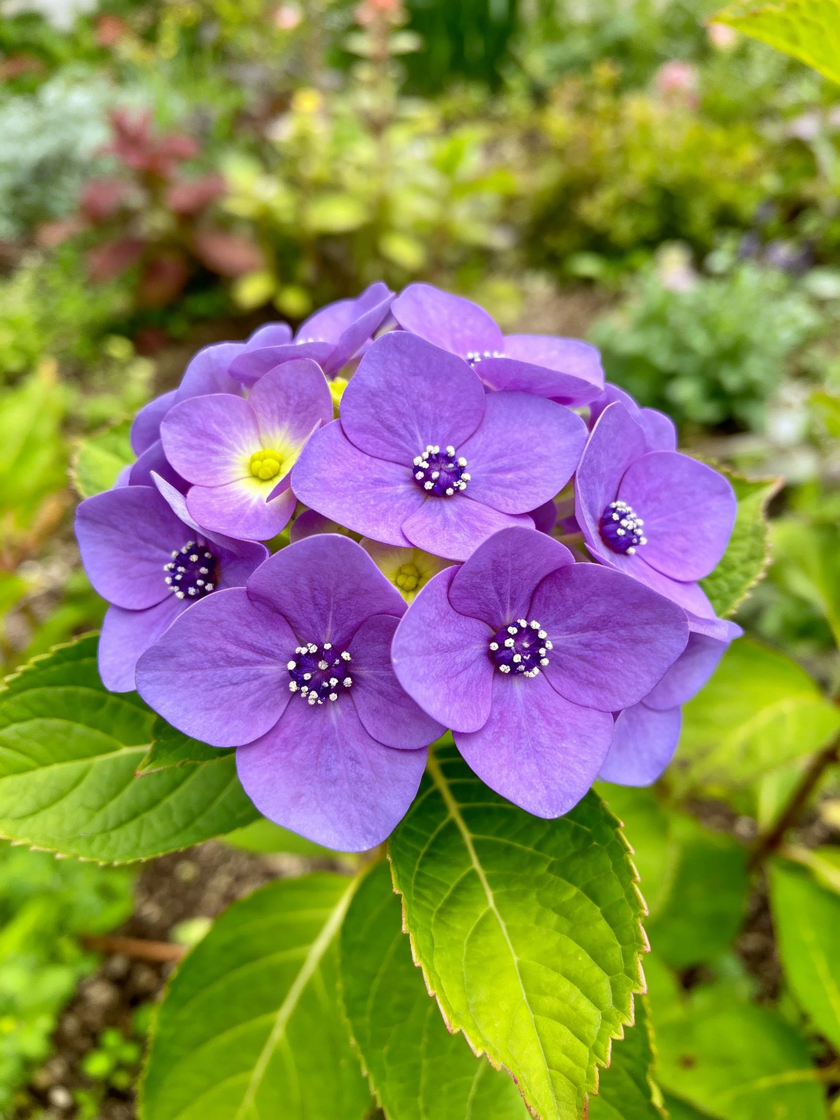Vibrant purple hydrangea cluster with green foliage backdrop