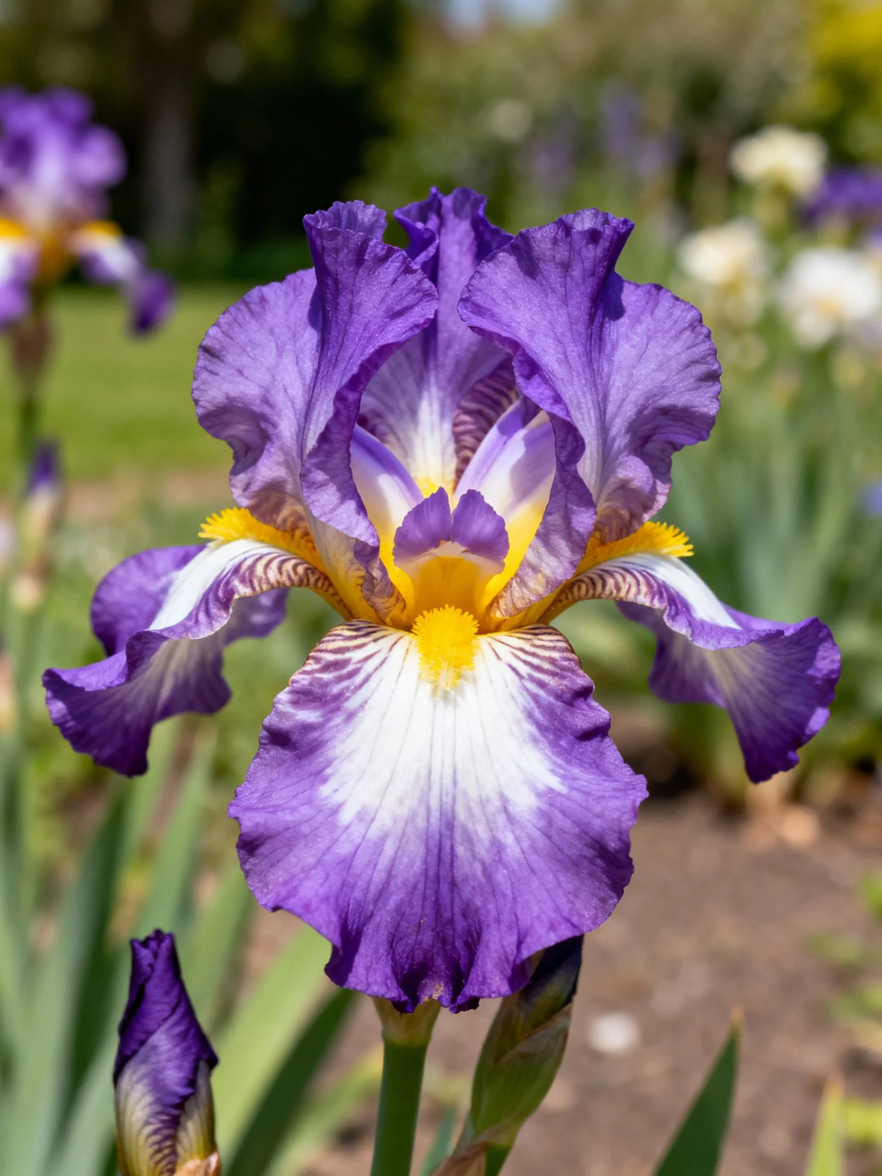 Vibrant purple iris blooms with yellow centers