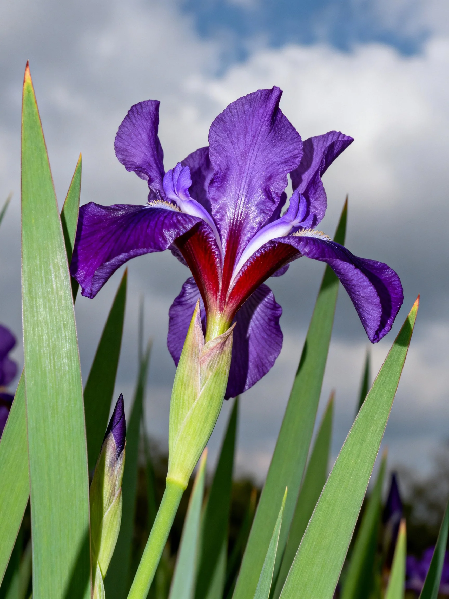 Vibrant purple iris flower with green foliage under cloudy sky