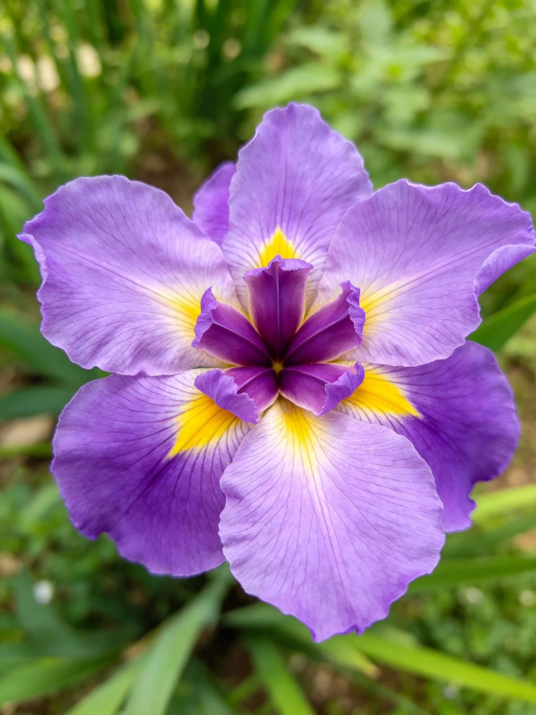 Vibrant purple iris flower with yellow accents