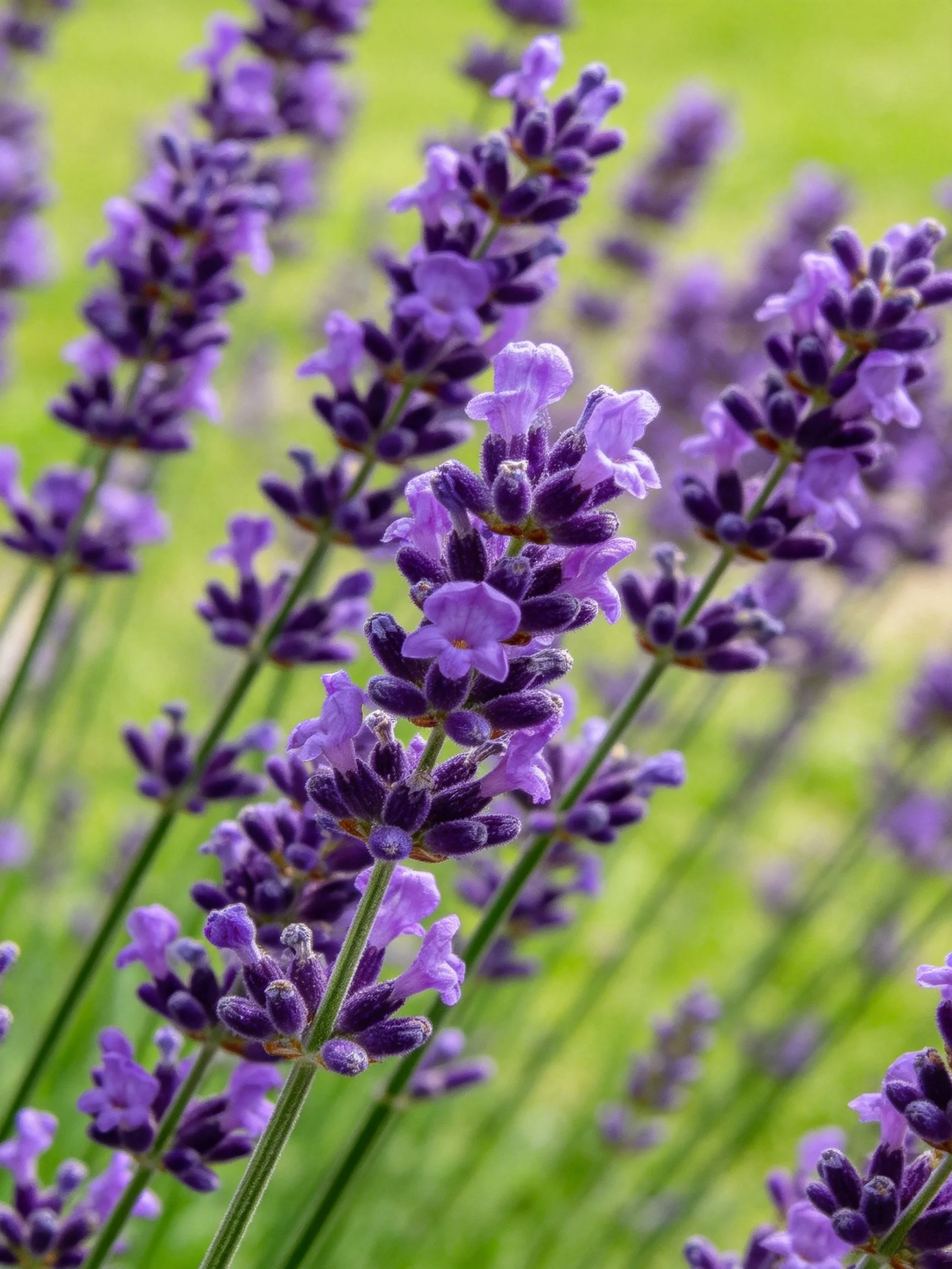 Vibrant purple lavender blooms in a sunlit garden