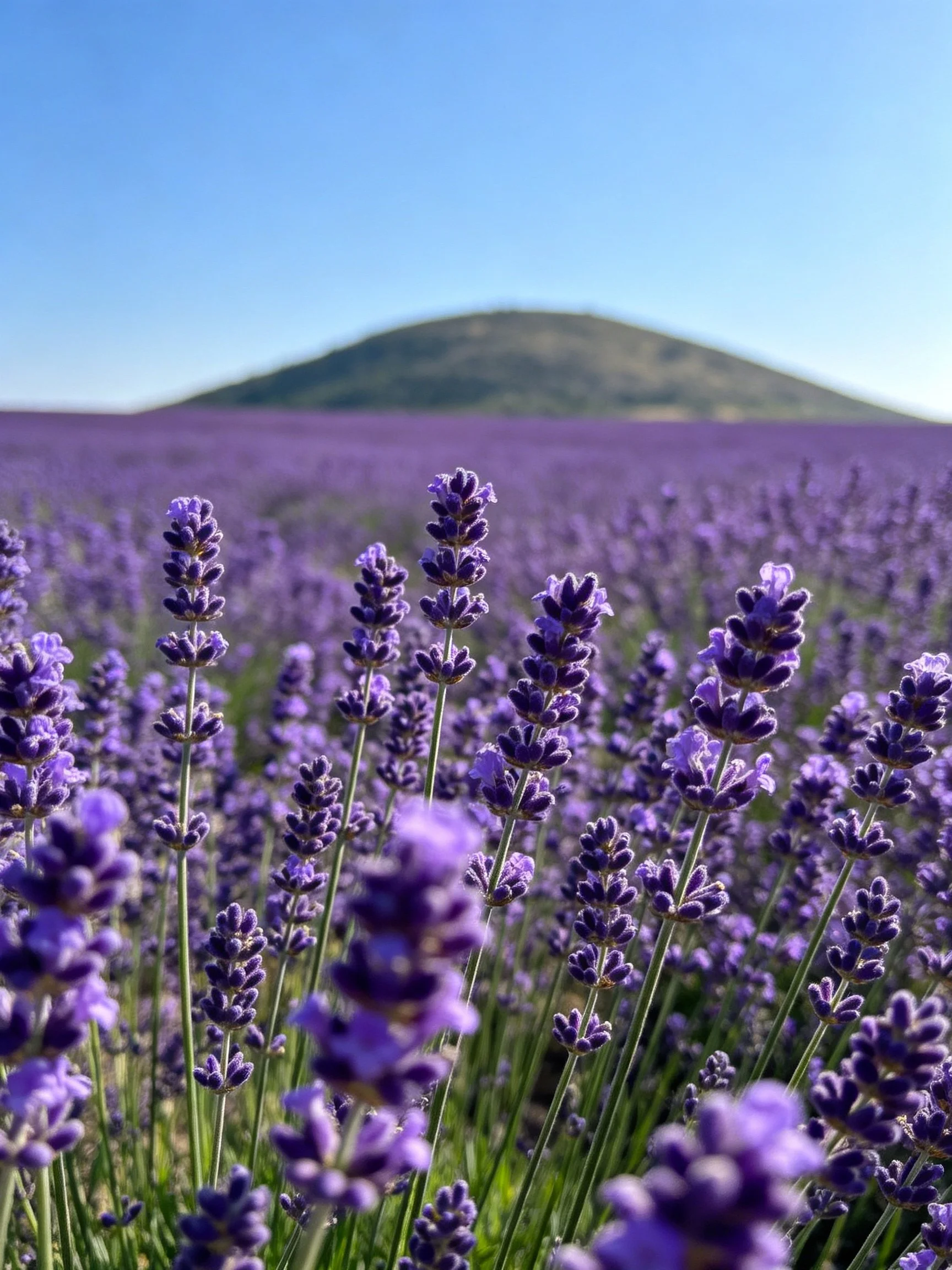Vibrant purple lavender field stretching toward a distant green hill