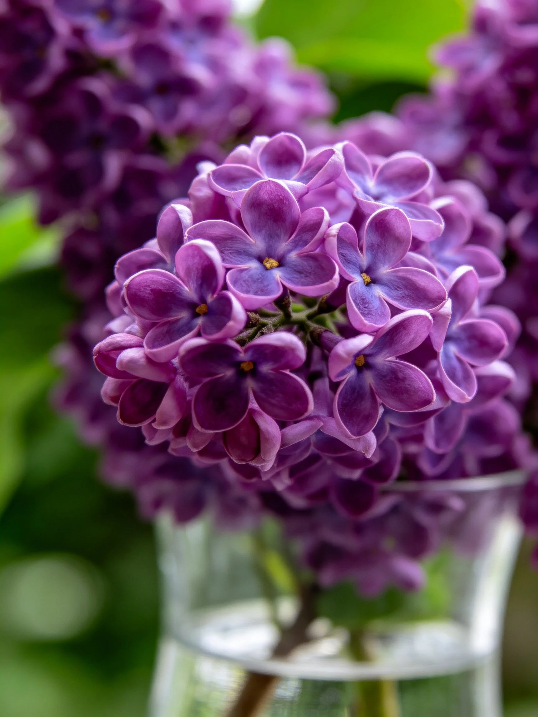 Vibrant purple lilac clusters in a clear glass vase