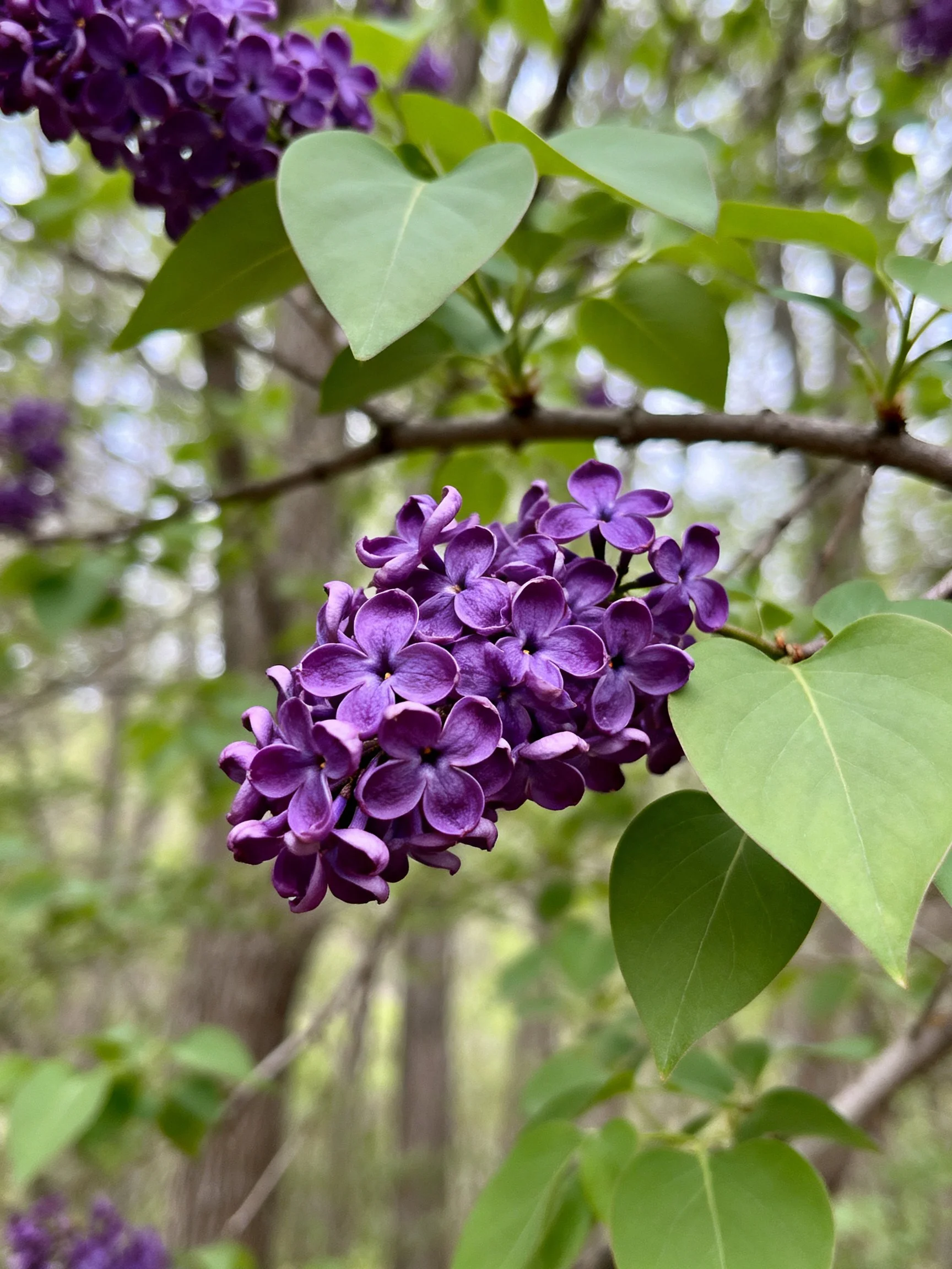 Vibrant purple lilac clusters with heart - shaped green leaves