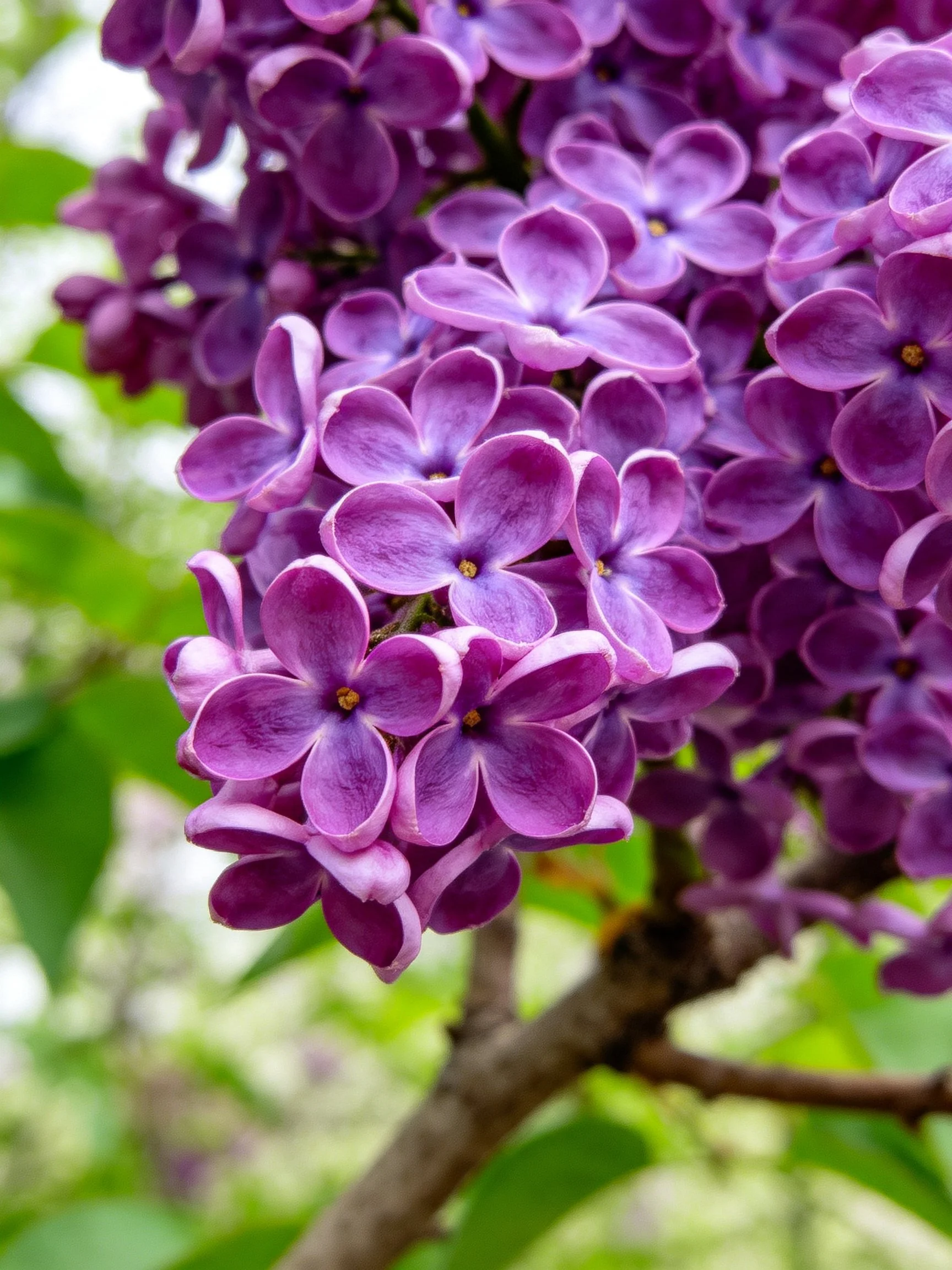 Vibrant purple lilac flower clusters with green foliage