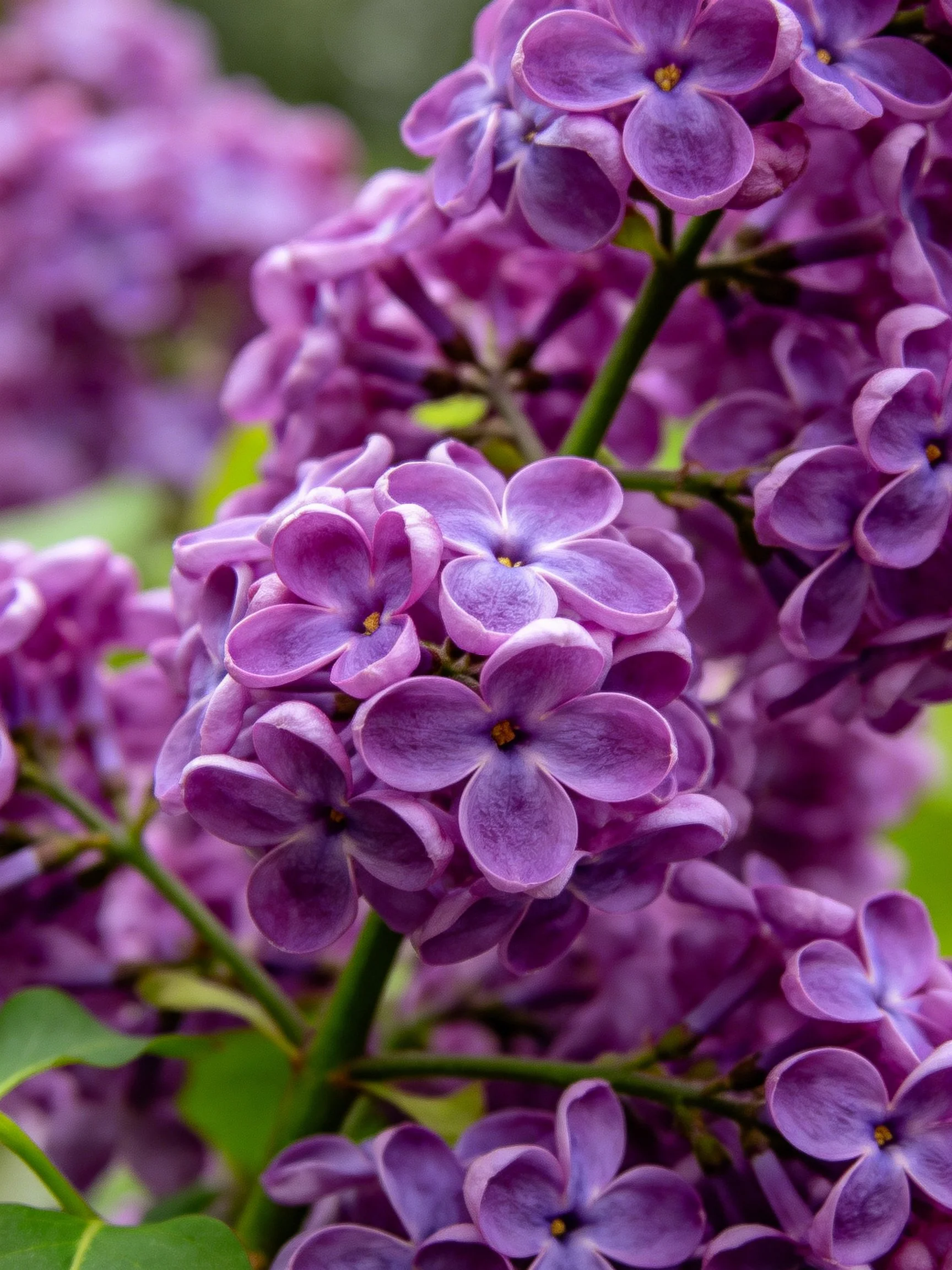 Vibrant purple lilac flower clusters with green stems