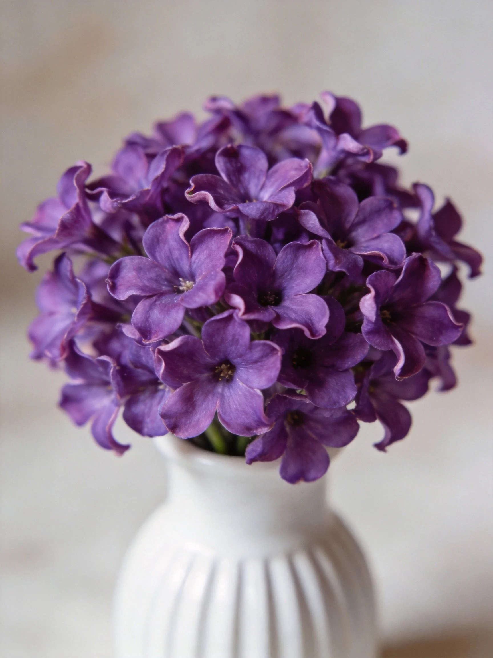 Vibrant purple lilacs clustered in a white ribbed vase