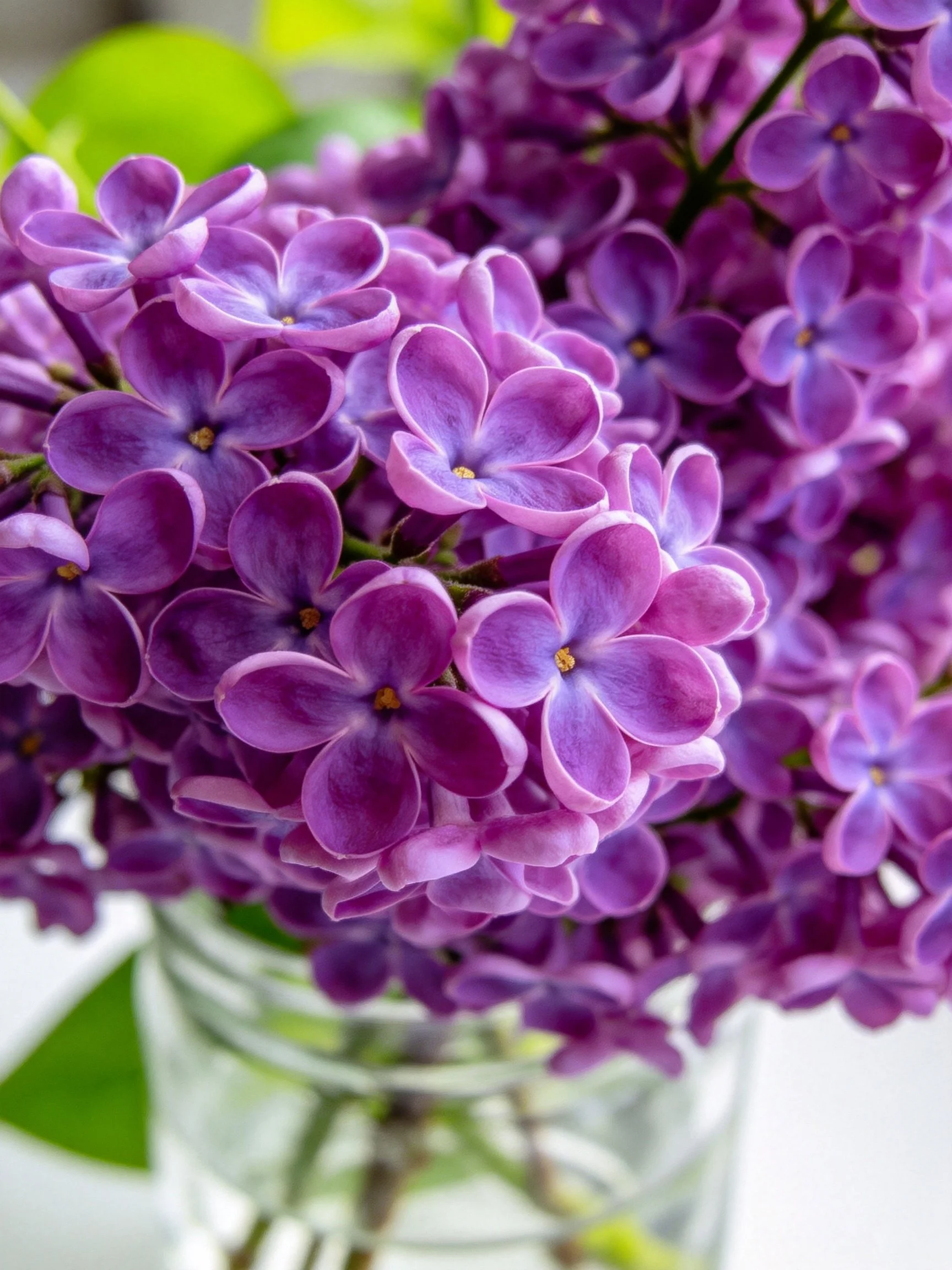 Vibrant purple lilacs densely arranged in glass vase