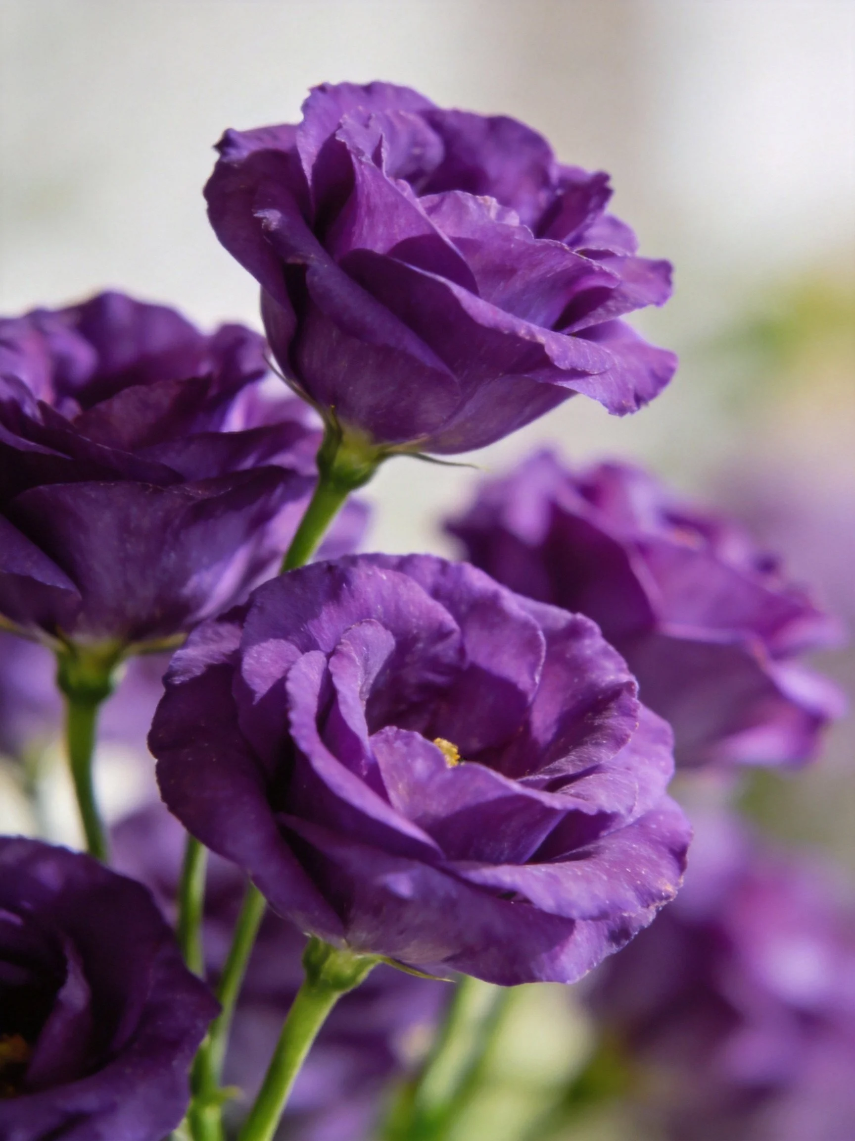 Vibrant purple lisianthus flowers in close-up view
