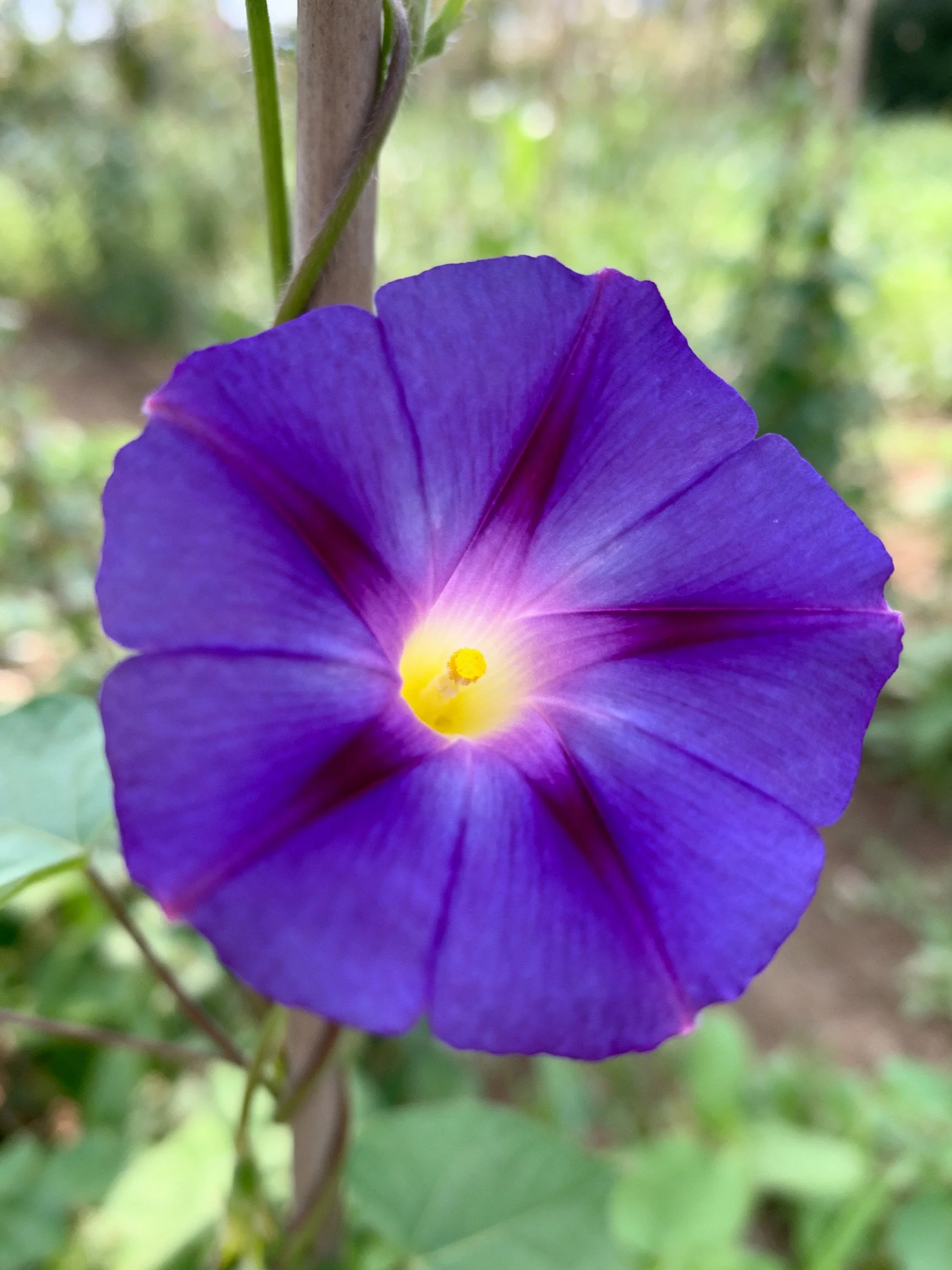 Vibrant purple morning glory blooms near a wooden stem