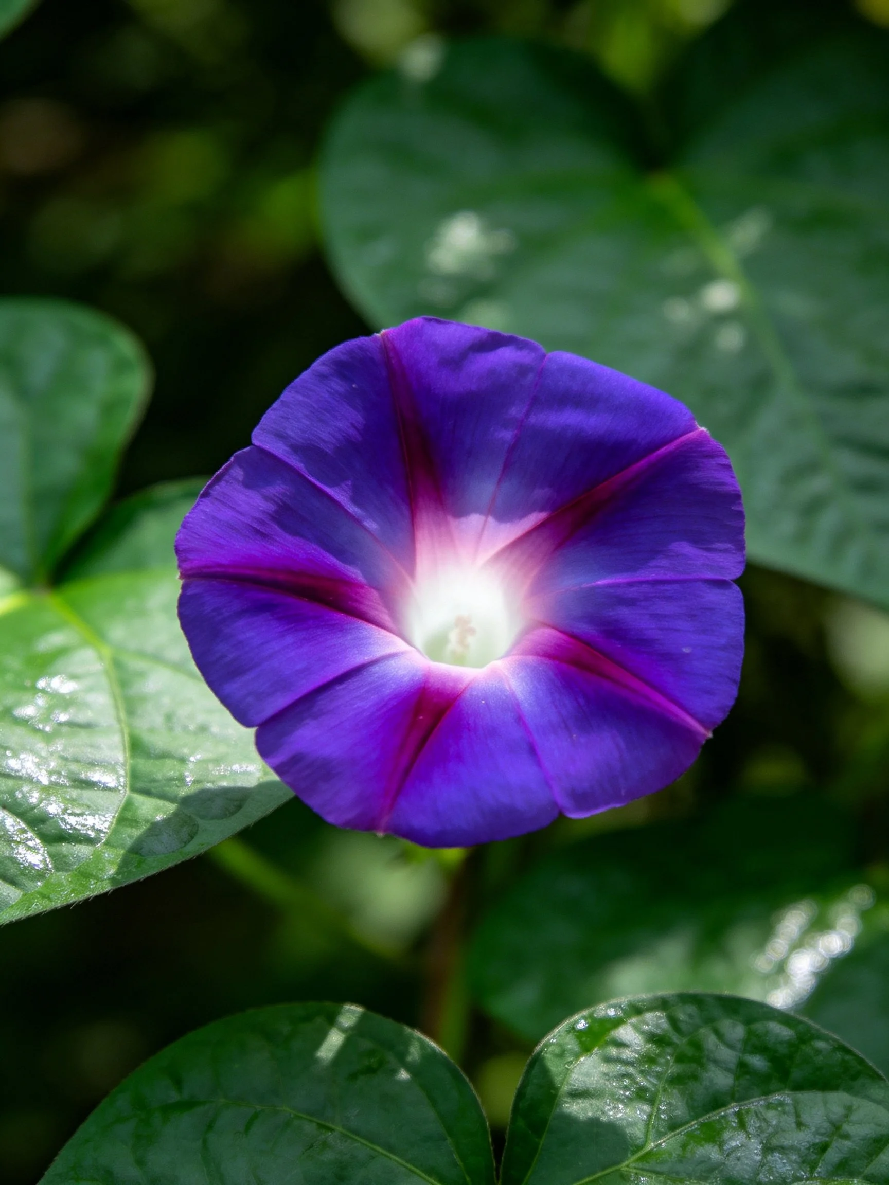 Vibrant purple morning glory flower surrounded by green leaves