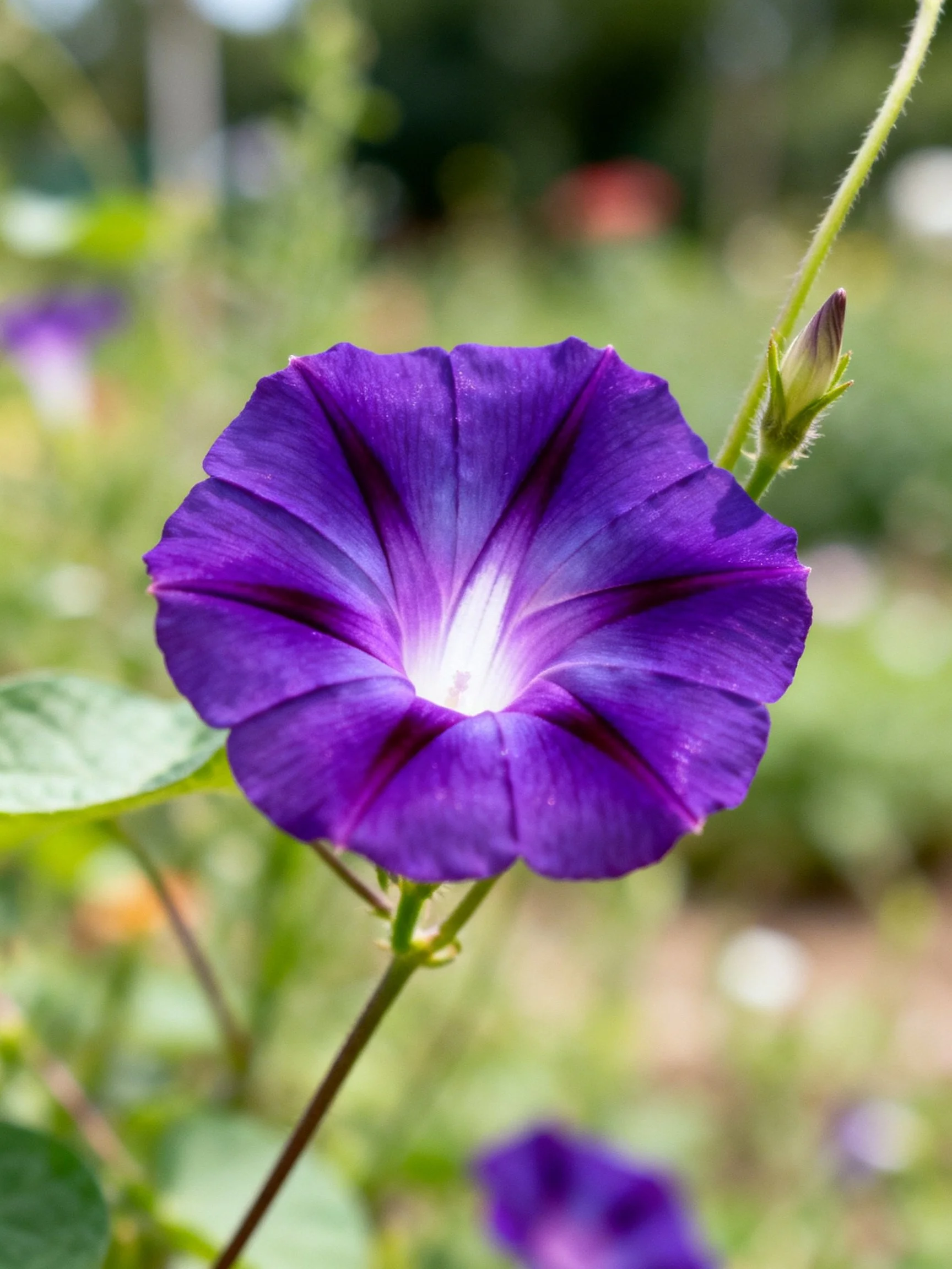 Vibrant purple morning glory flower with budding stem