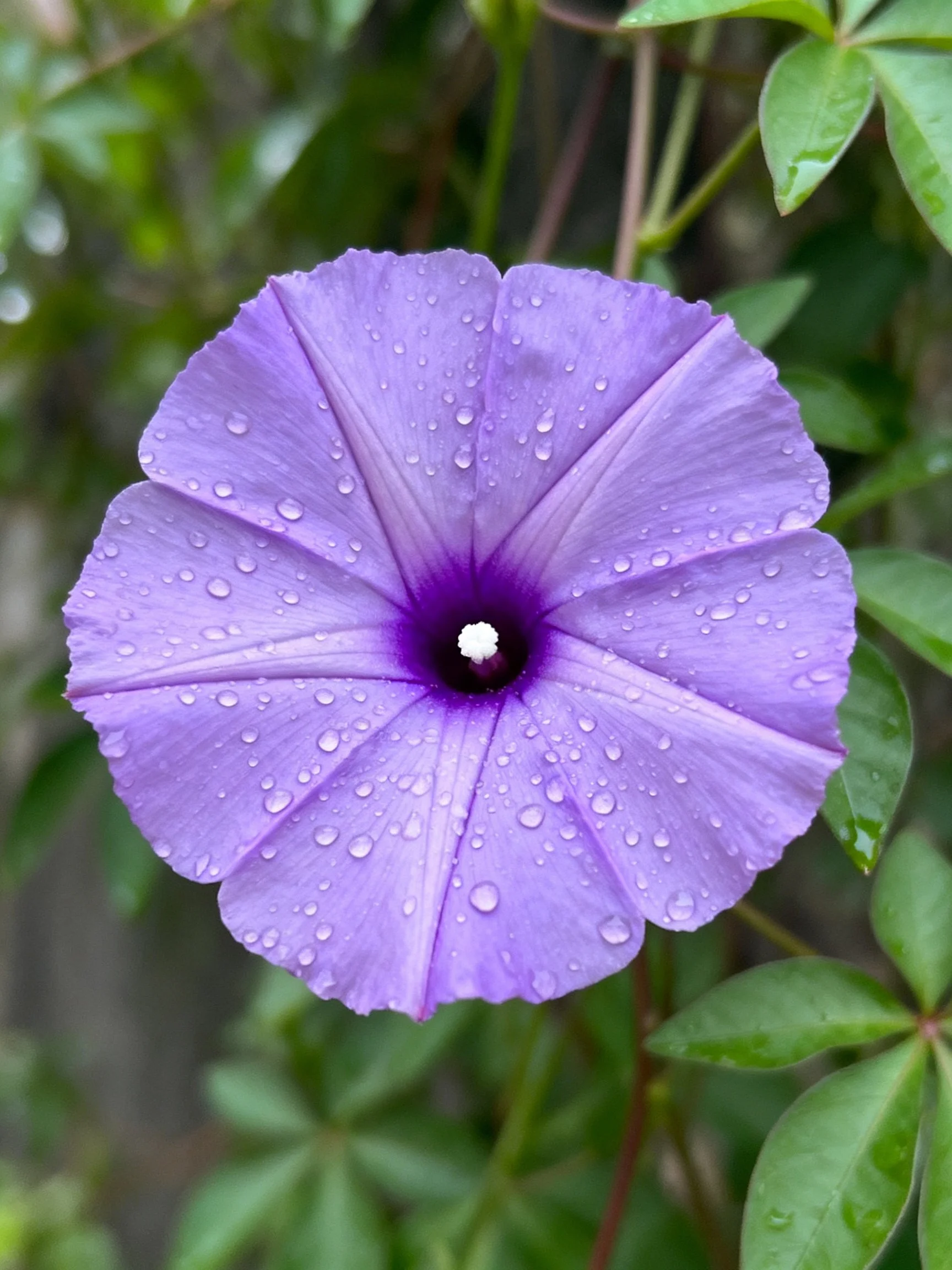Vibrant purple morning glory flower with water droplets