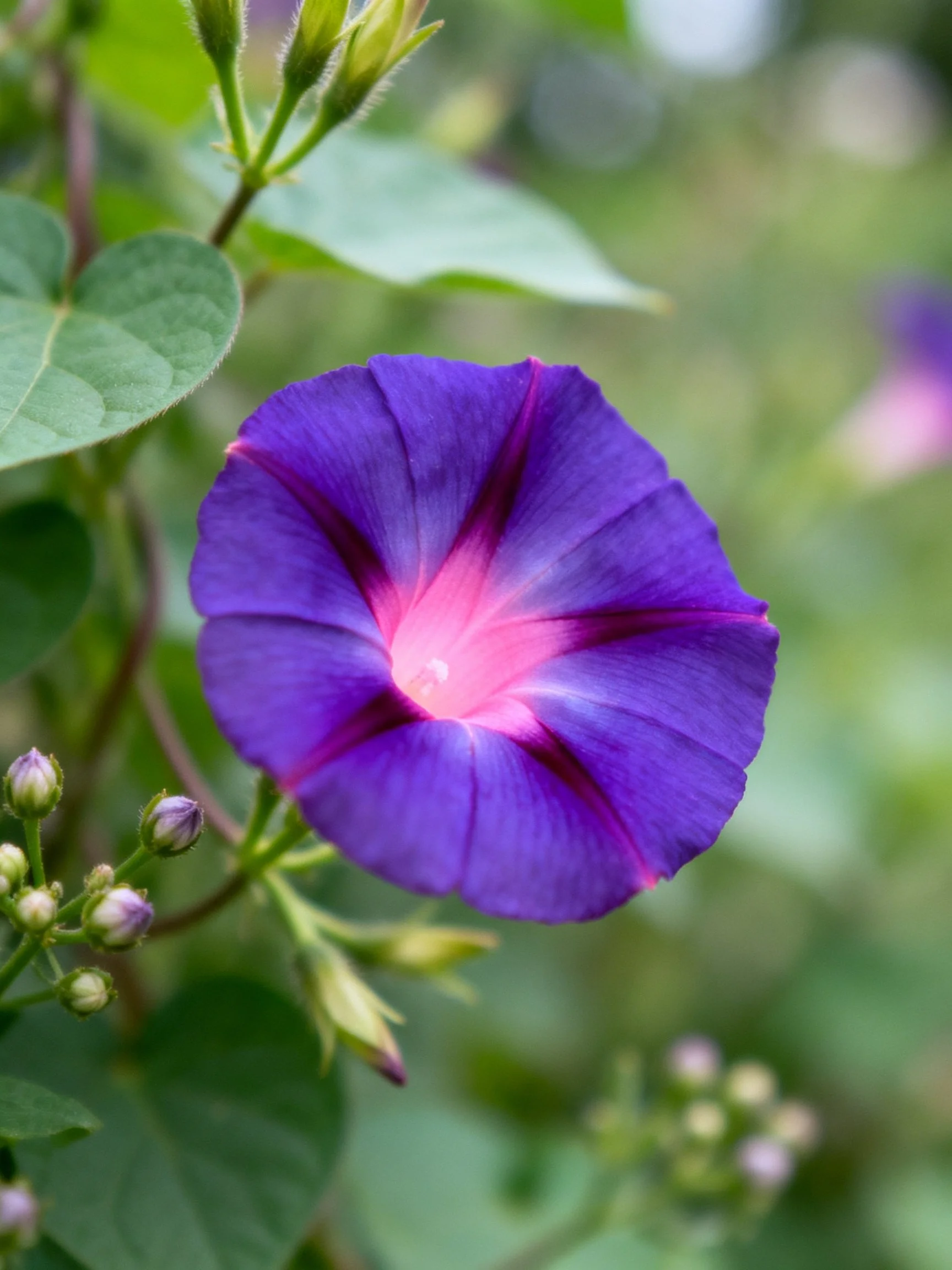 Vibrant purple morning glory with pink center amid green foliage