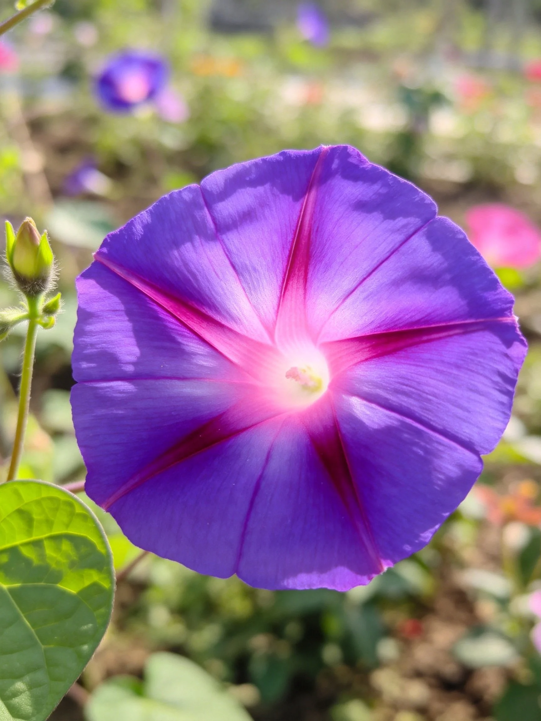 Vibrant purple morning glory with pink center and green bud