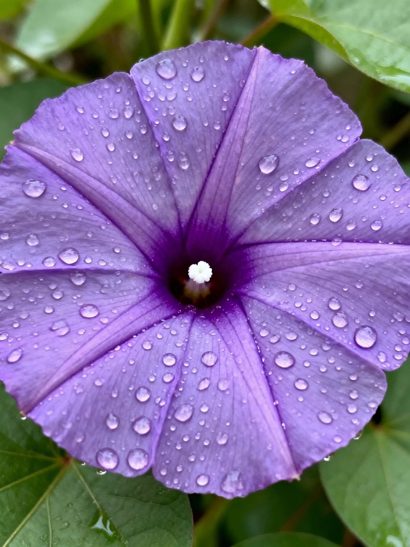 Vibrant purple morning glory with water droplets