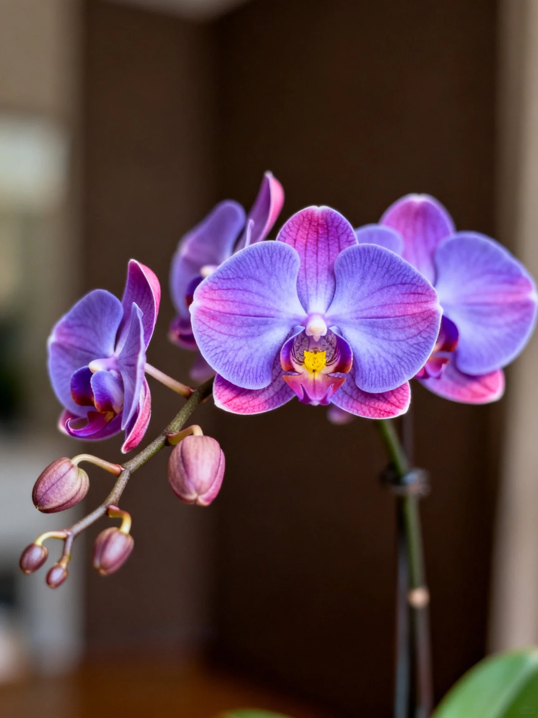 Vibrant purple orchids bloom with pink accents and unopened buds