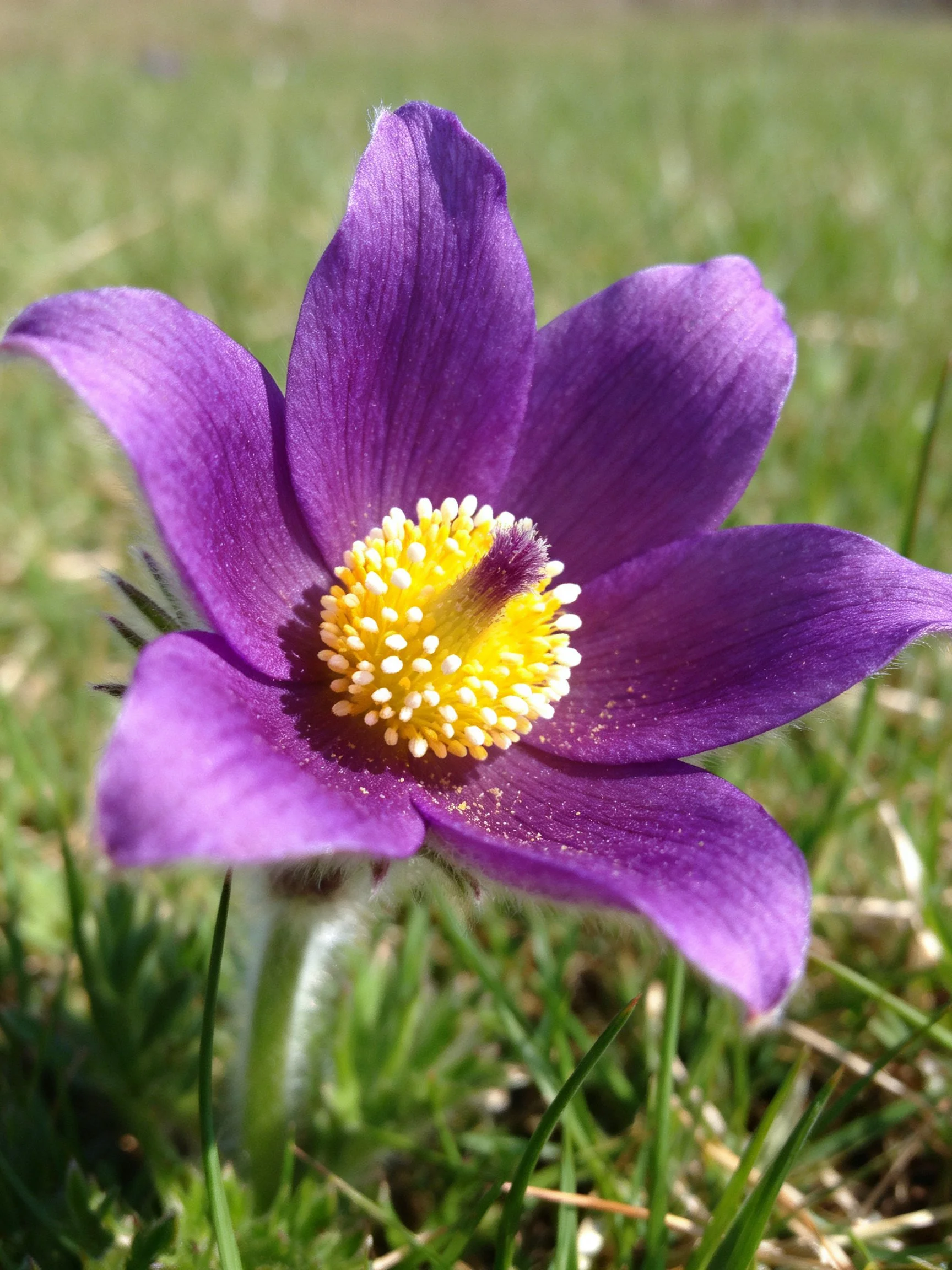 Vibrant purple pasqueflower with golden yellow center