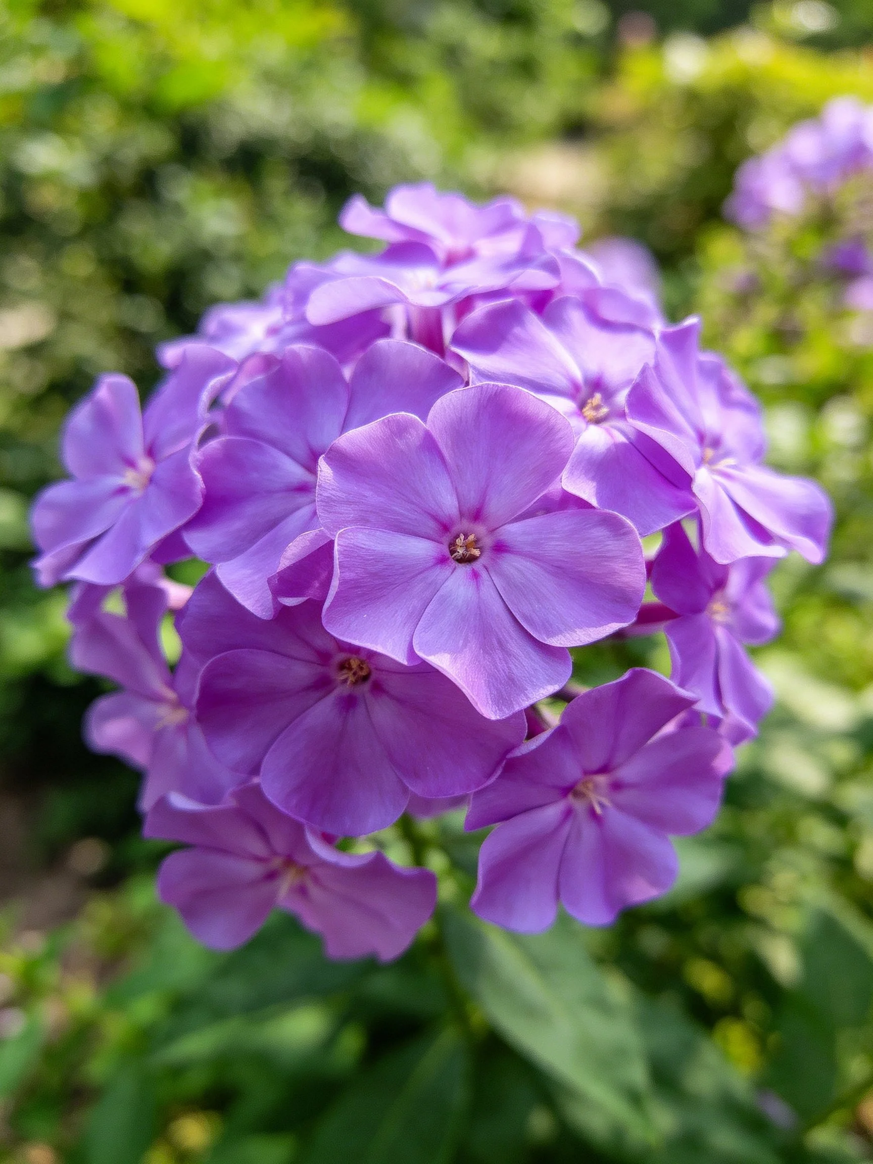 Vibrant purple phlox blooms clustered among lush green foliage