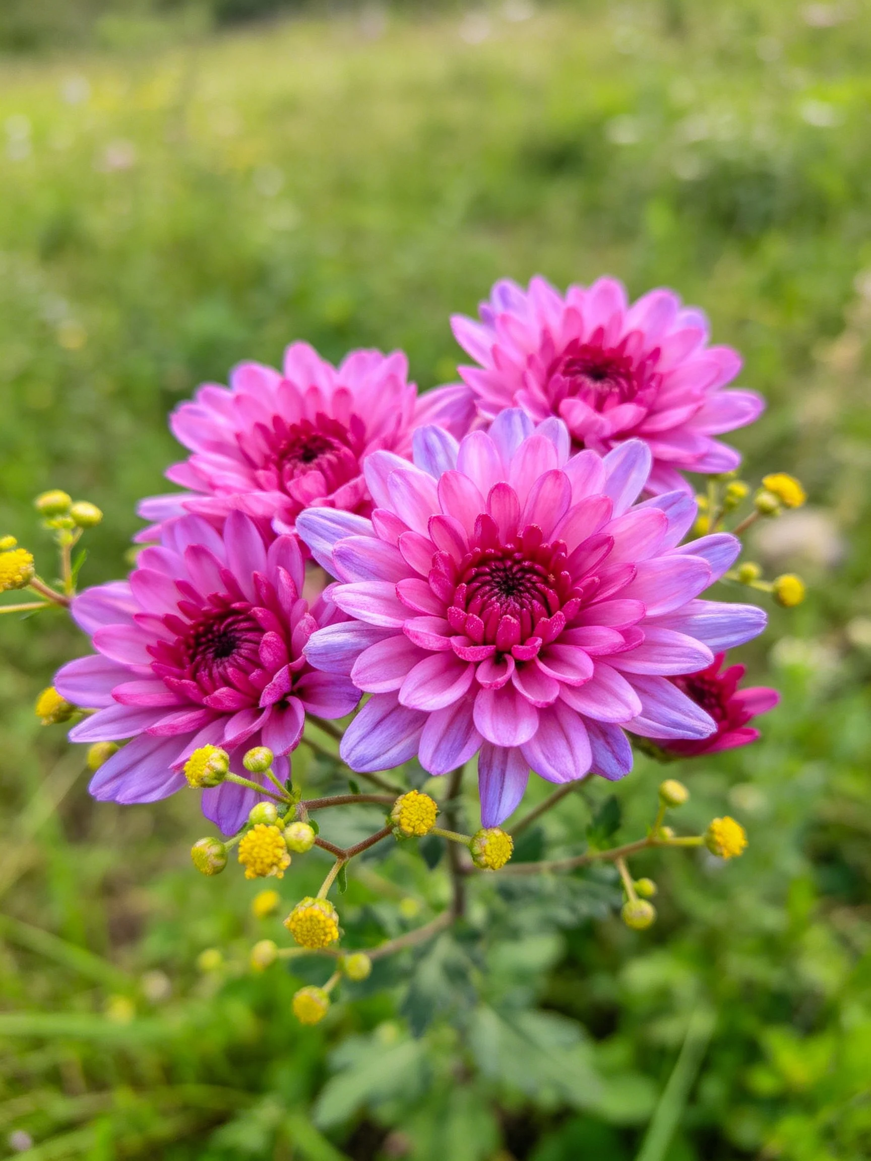 Vibrant purple-pink chrysanthemums with small yellow buds