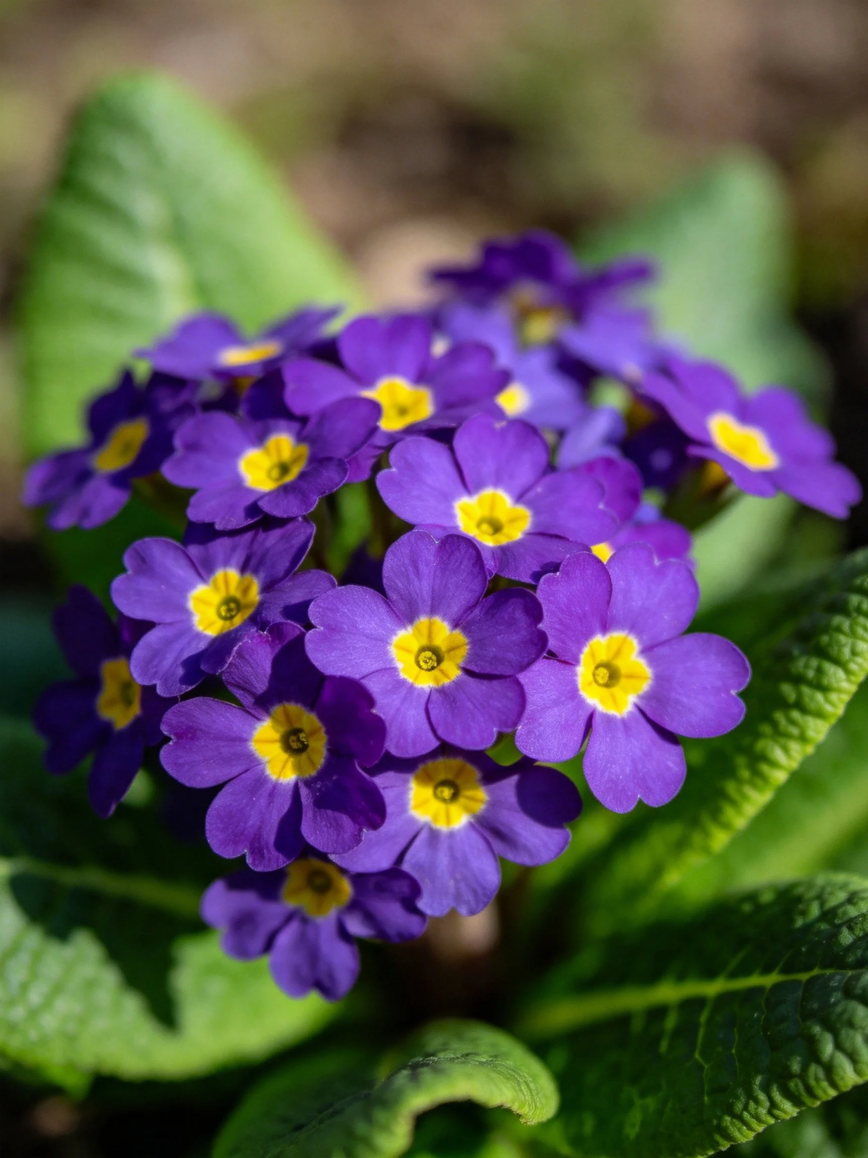 Vibrant purple primrose cluster with bright yellow centers amid large green leaves