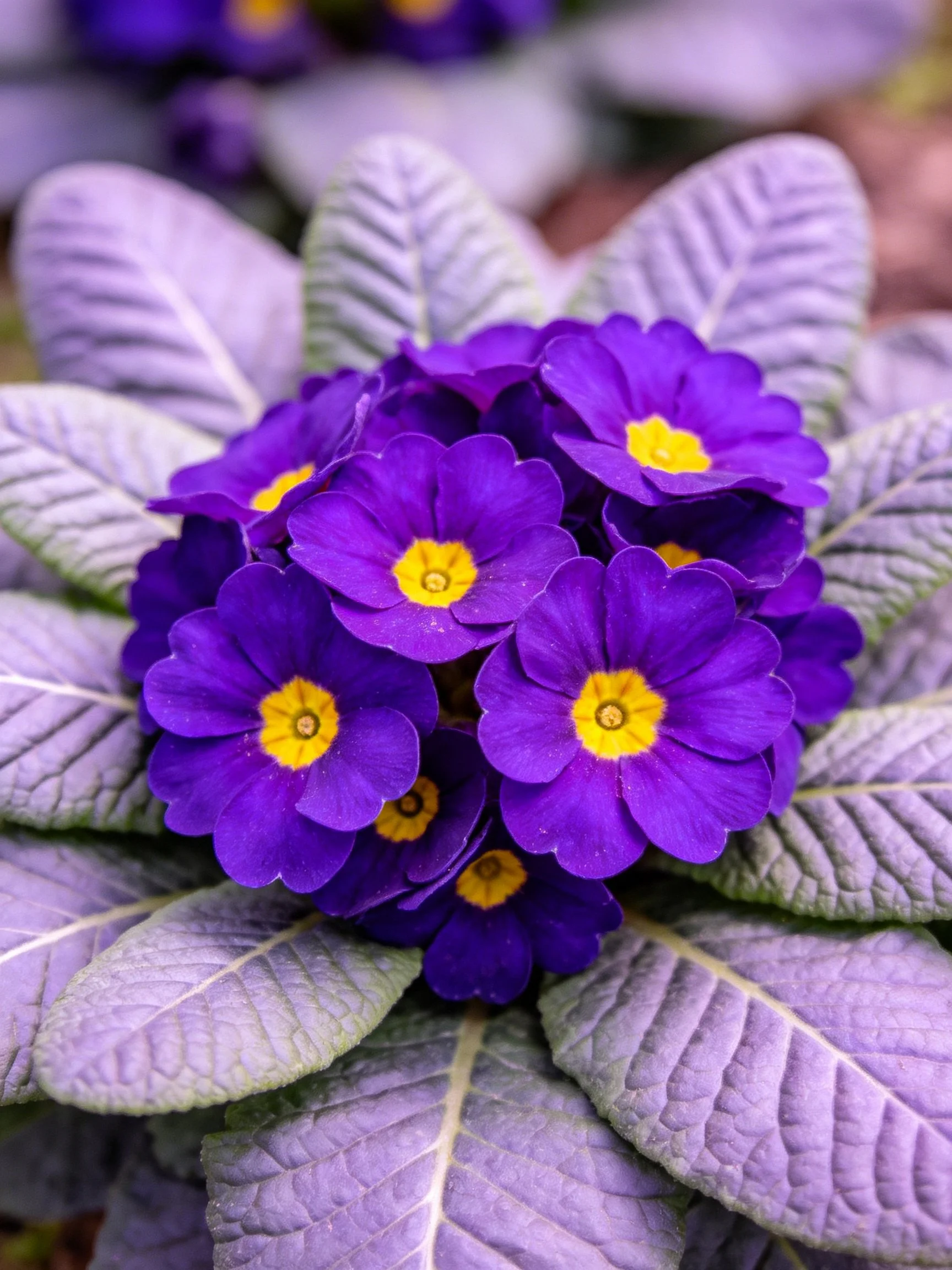 Vibrant purple primroses with yellow centers amid silvery-green foliage