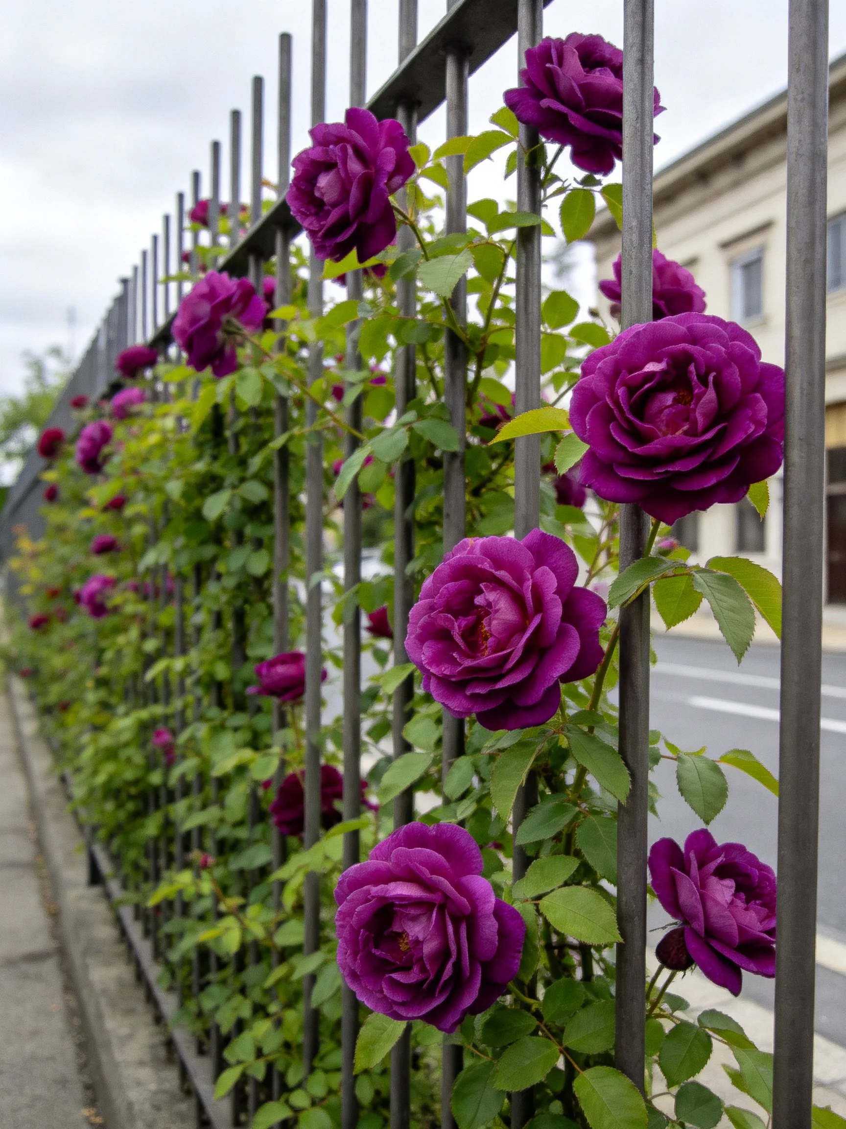 Vibrant purple roses climbing dark metal fence along urban road