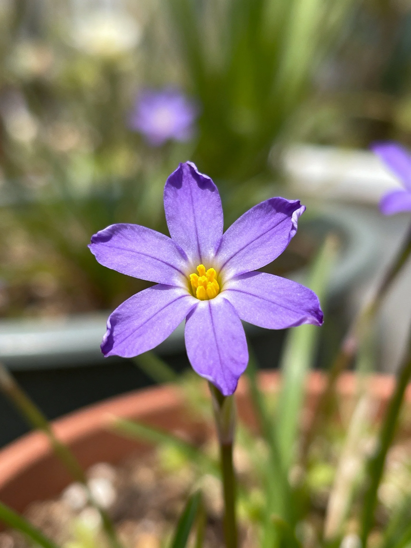 Vibrant purple six - petaled flower in terracotta pot