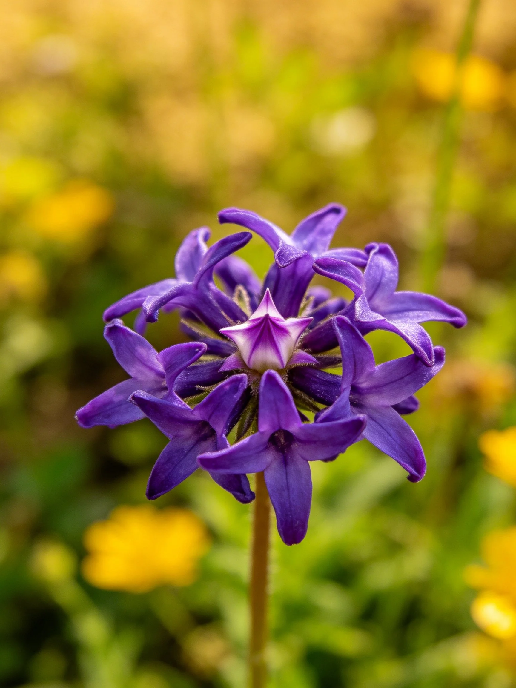 Vibrant purple star - shaped flower amidst soft green - yellow blur