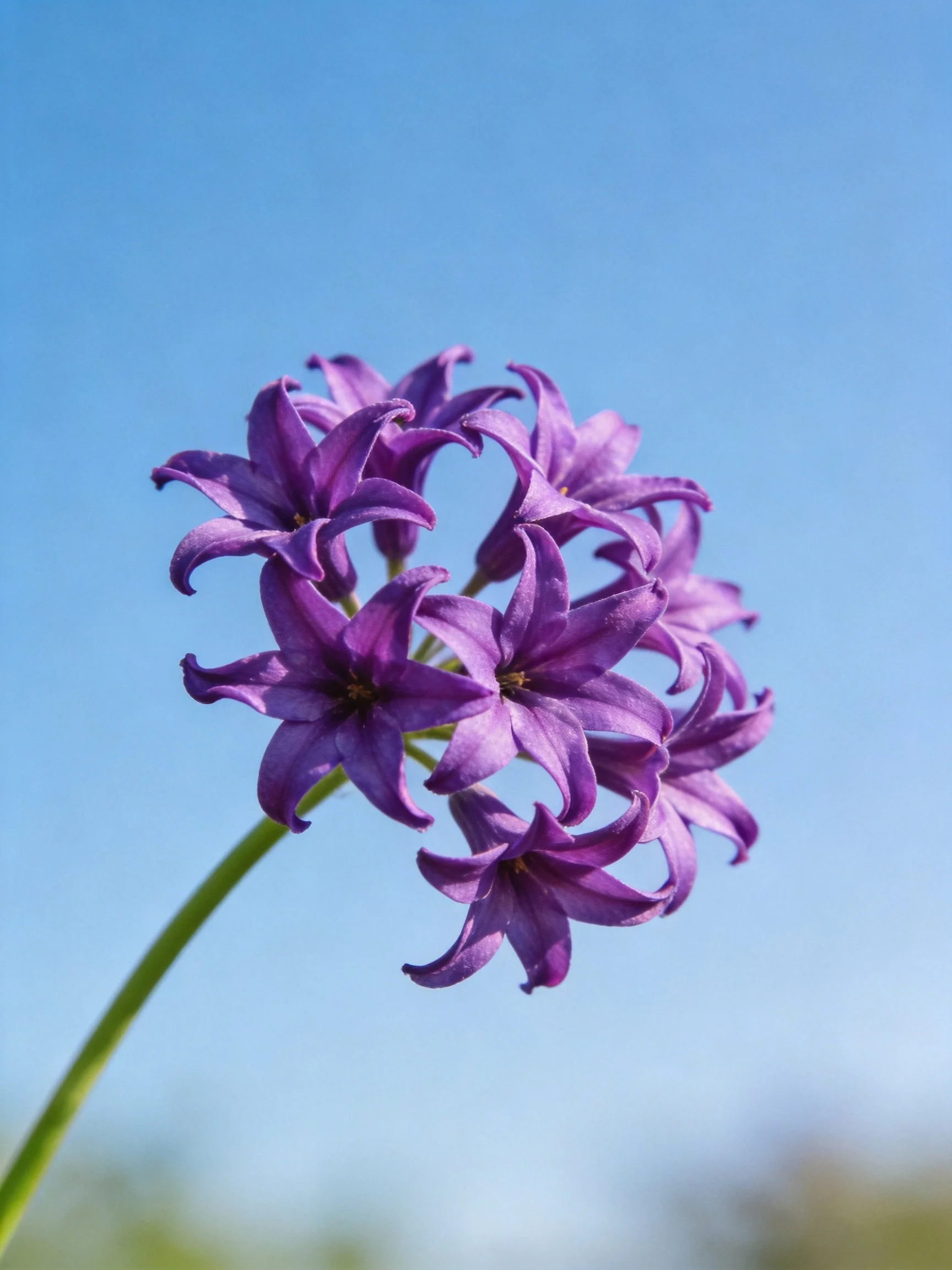Vibrant purple star-shaped flower cluster against clear blue sky