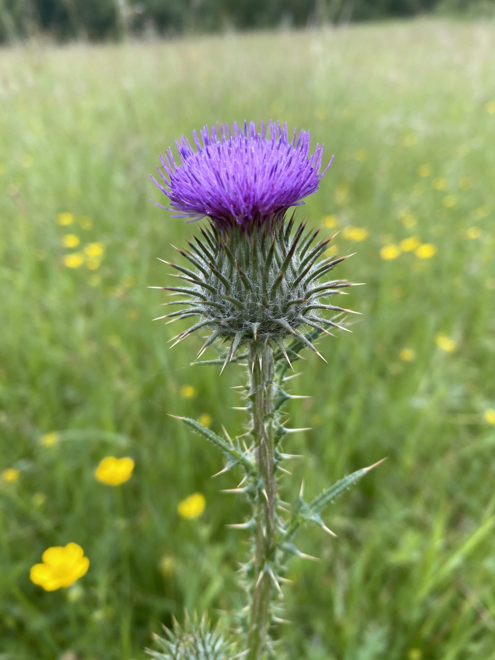 Vibrant purple thistle with spiny green base amid yellow wildflowers