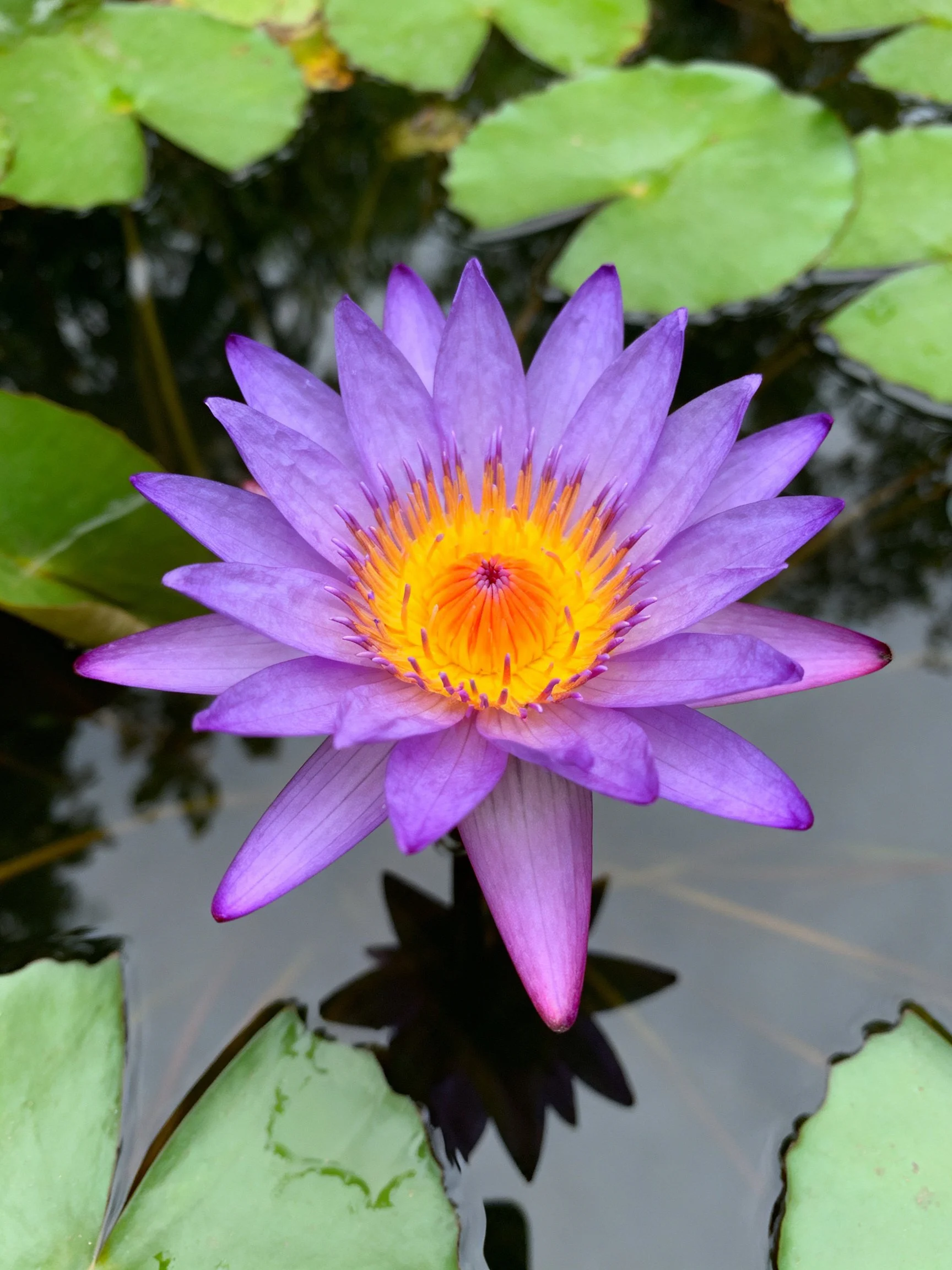 Vibrant purple water lily blooming amid green lily pads