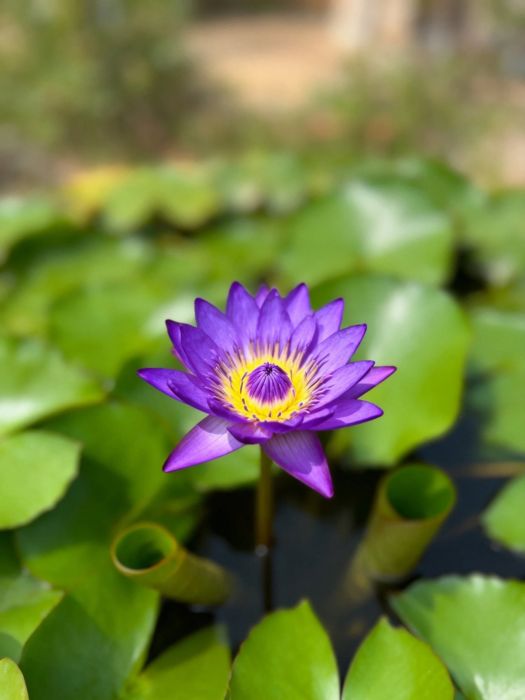 Vibrant purple water lily blooming amid green lily pads