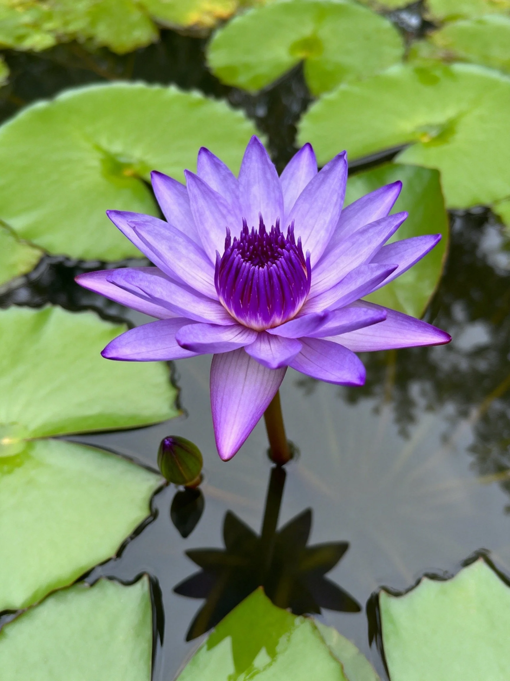 Vibrant purple water lily blooms amid green lily pads