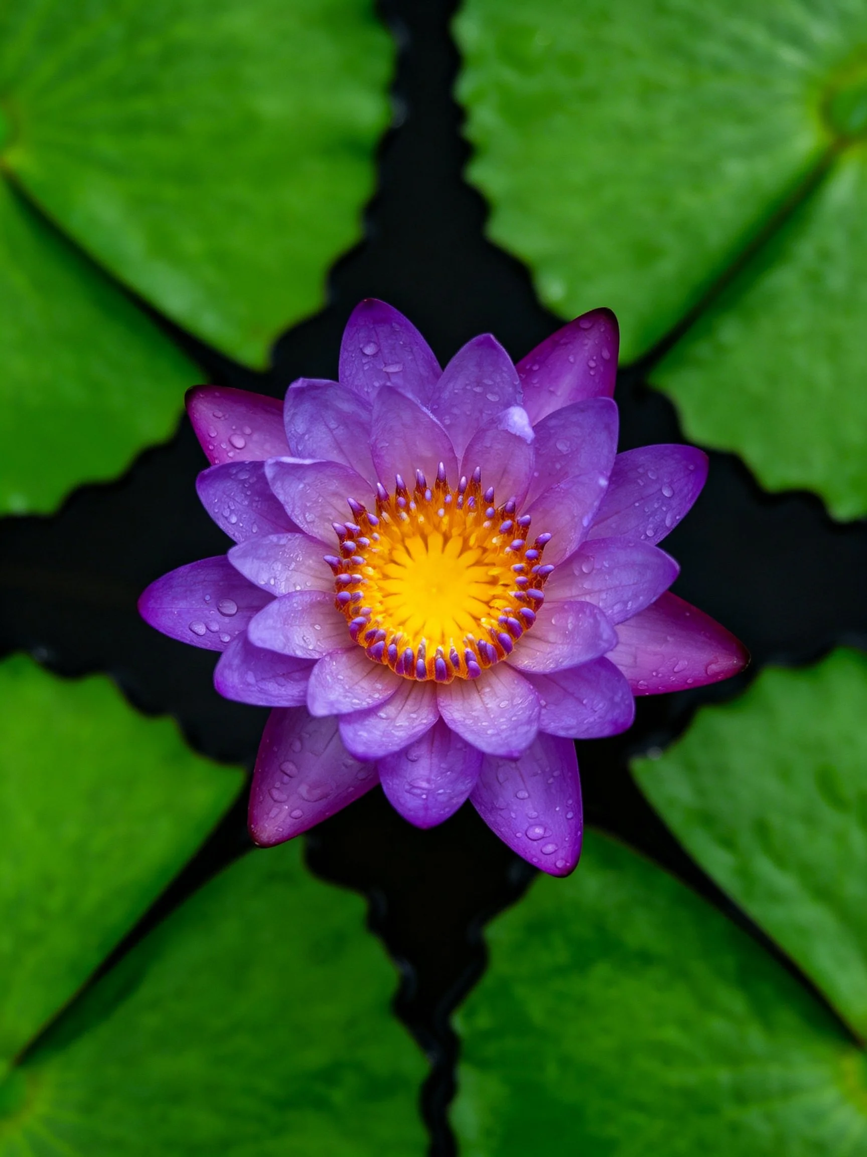 Vibrant purple water lily centered among large green lily pads
