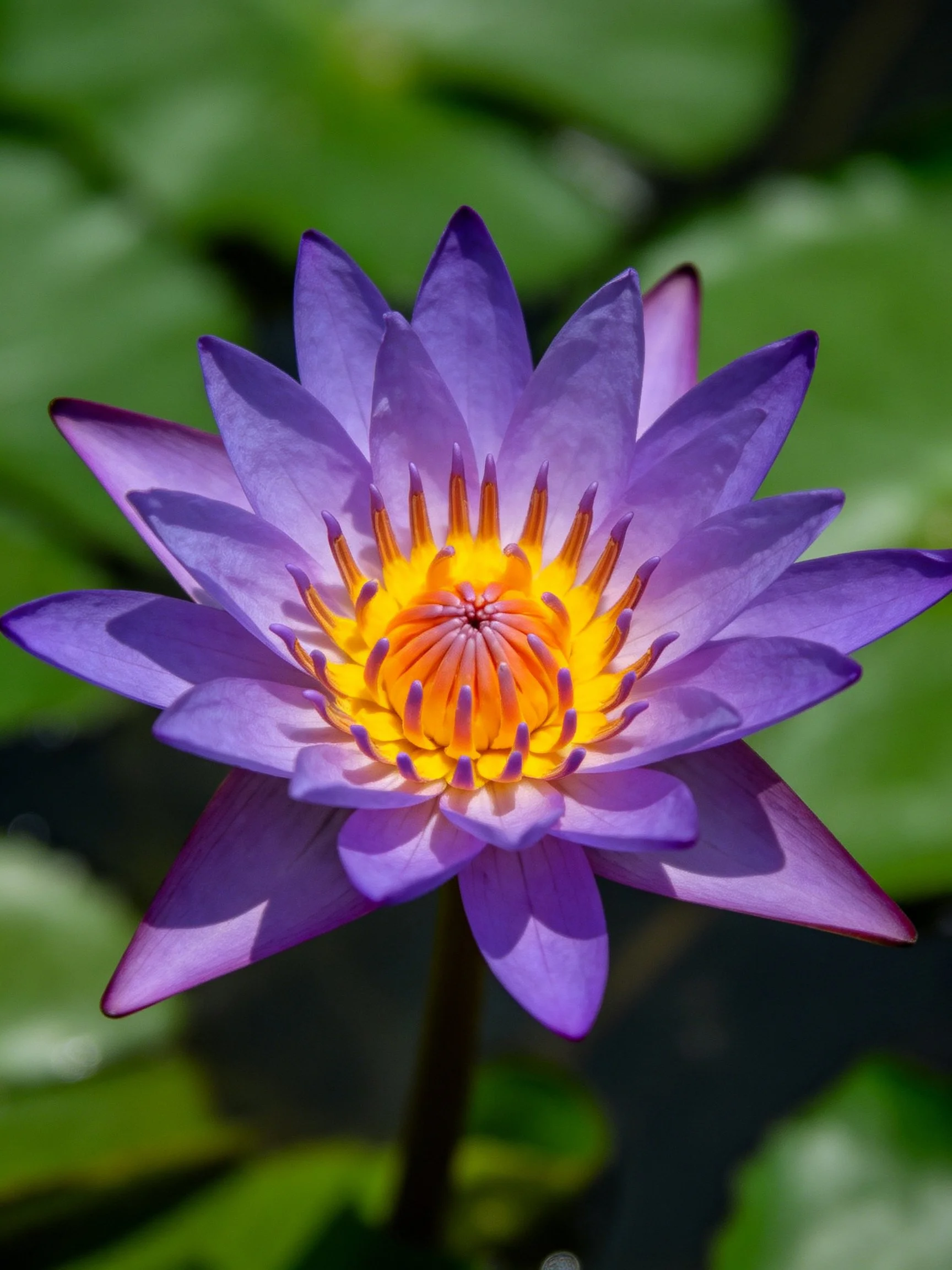 Vibrant purple water lily with bright yellow center