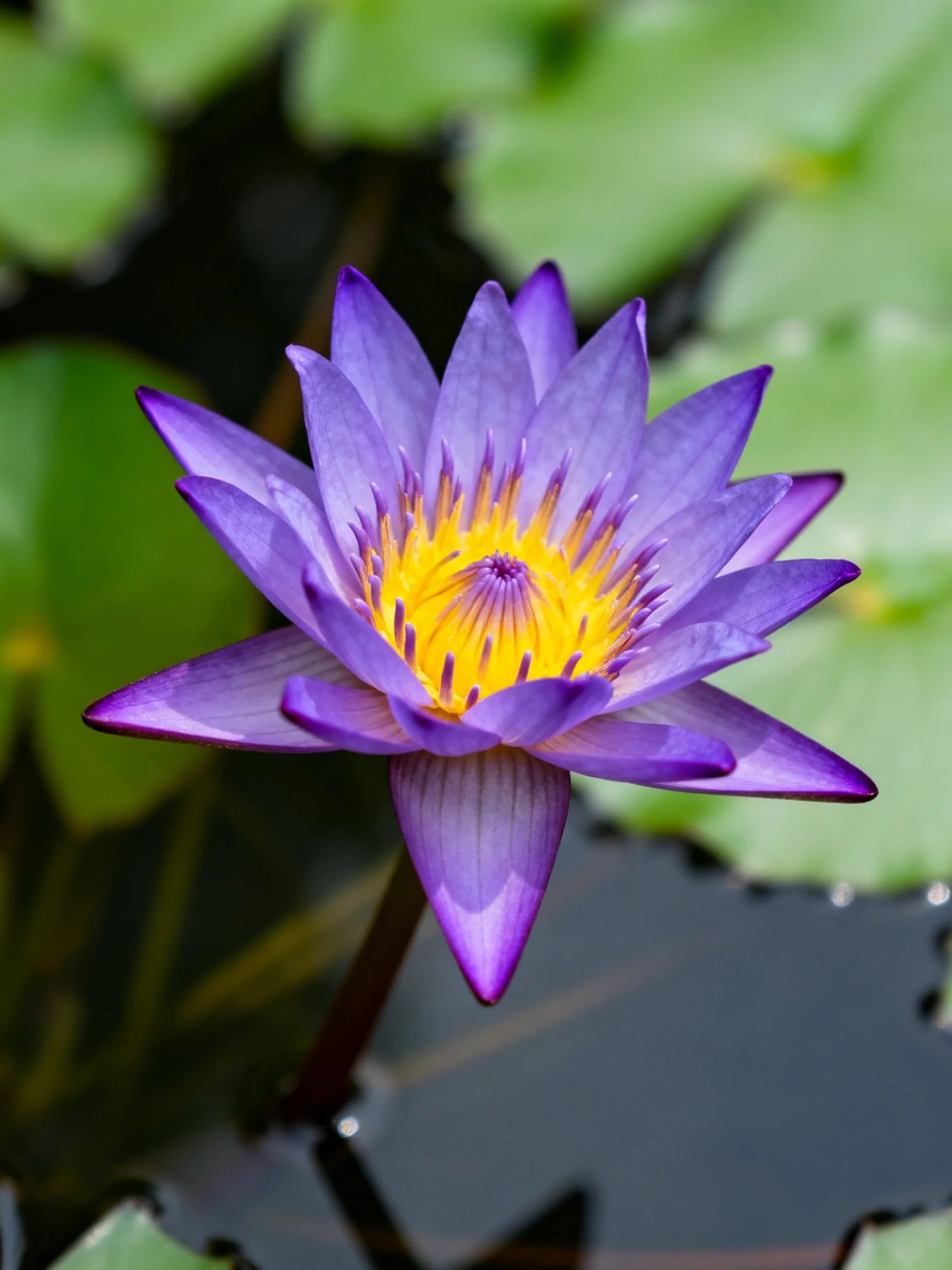 Vibrant purple water lily with bright yellow center