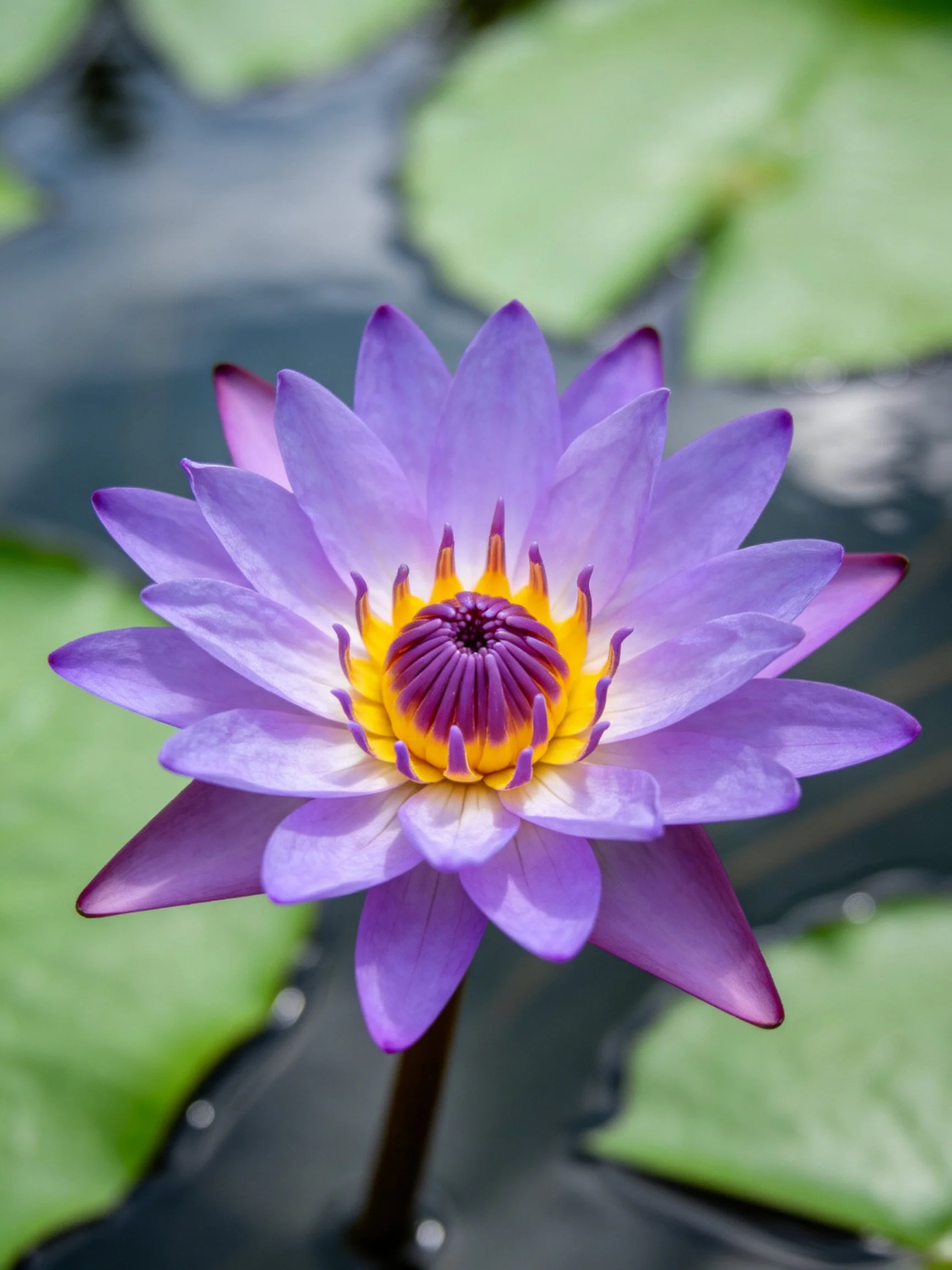 Vibrant purple water lily with yellow center, green lily pads