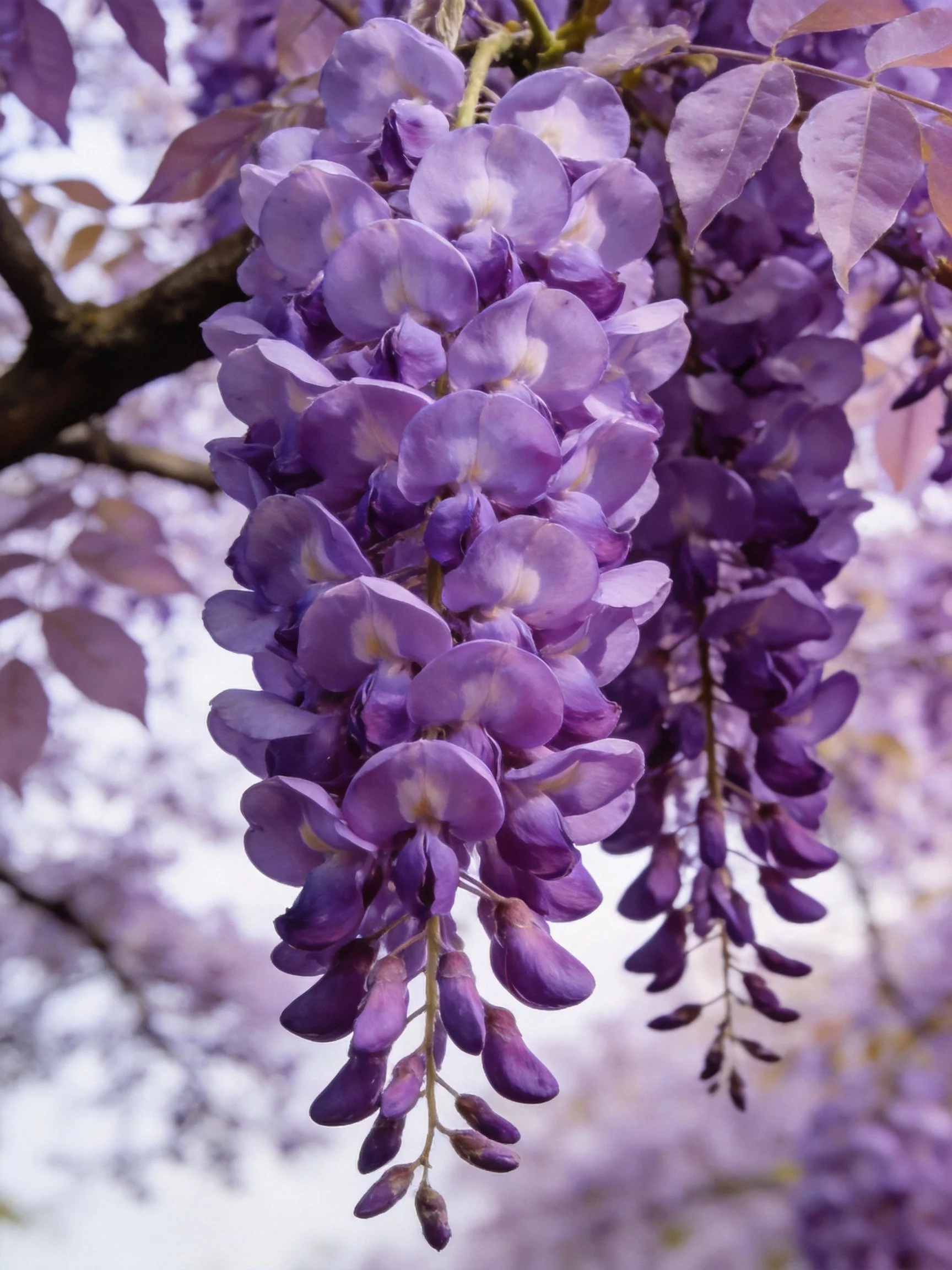 Vibrant purple wisteria flower clusters cascading from tree branches