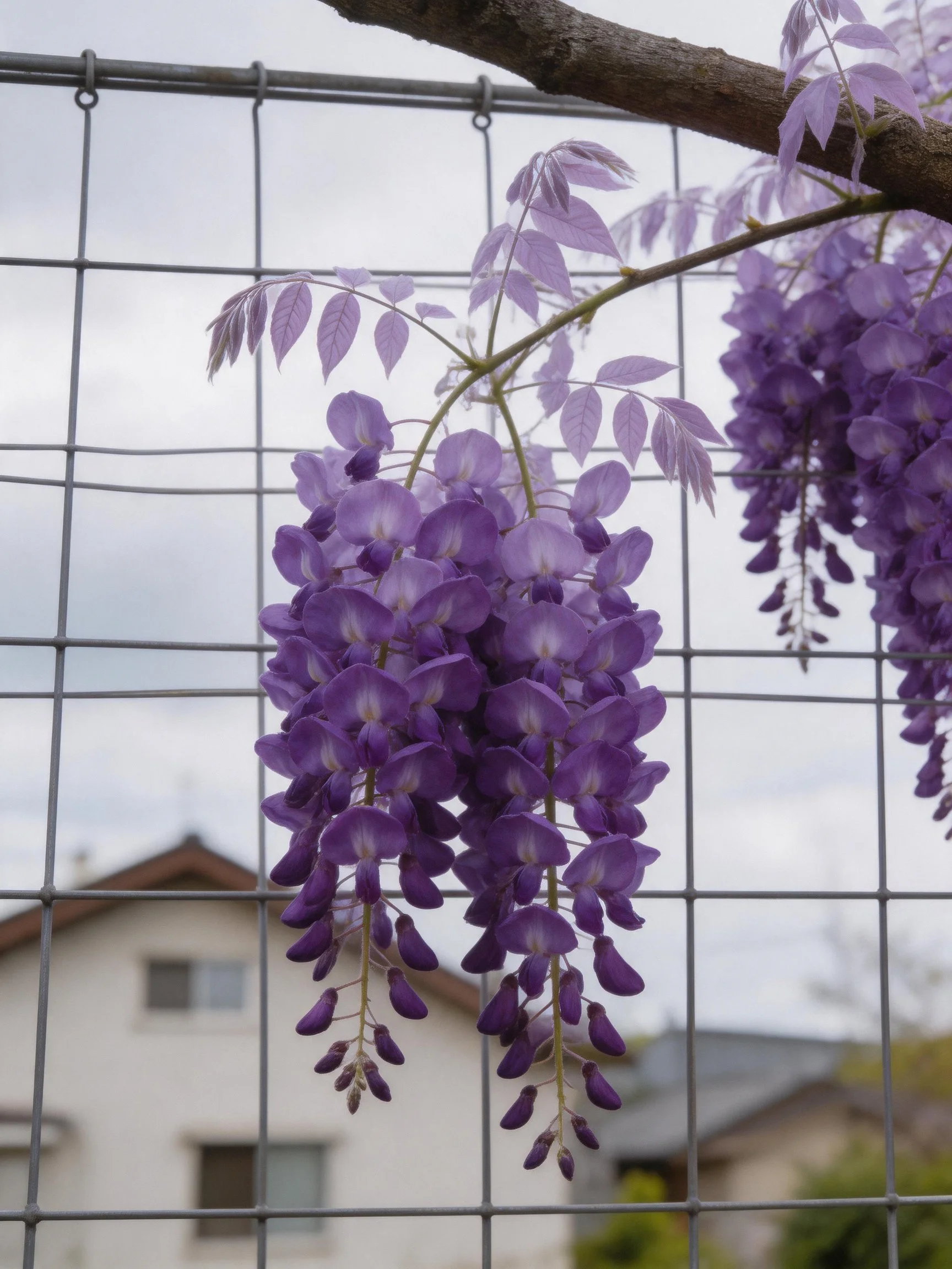 Vibrant purple wisteria flower clusters hang from branches behind a wire fence
