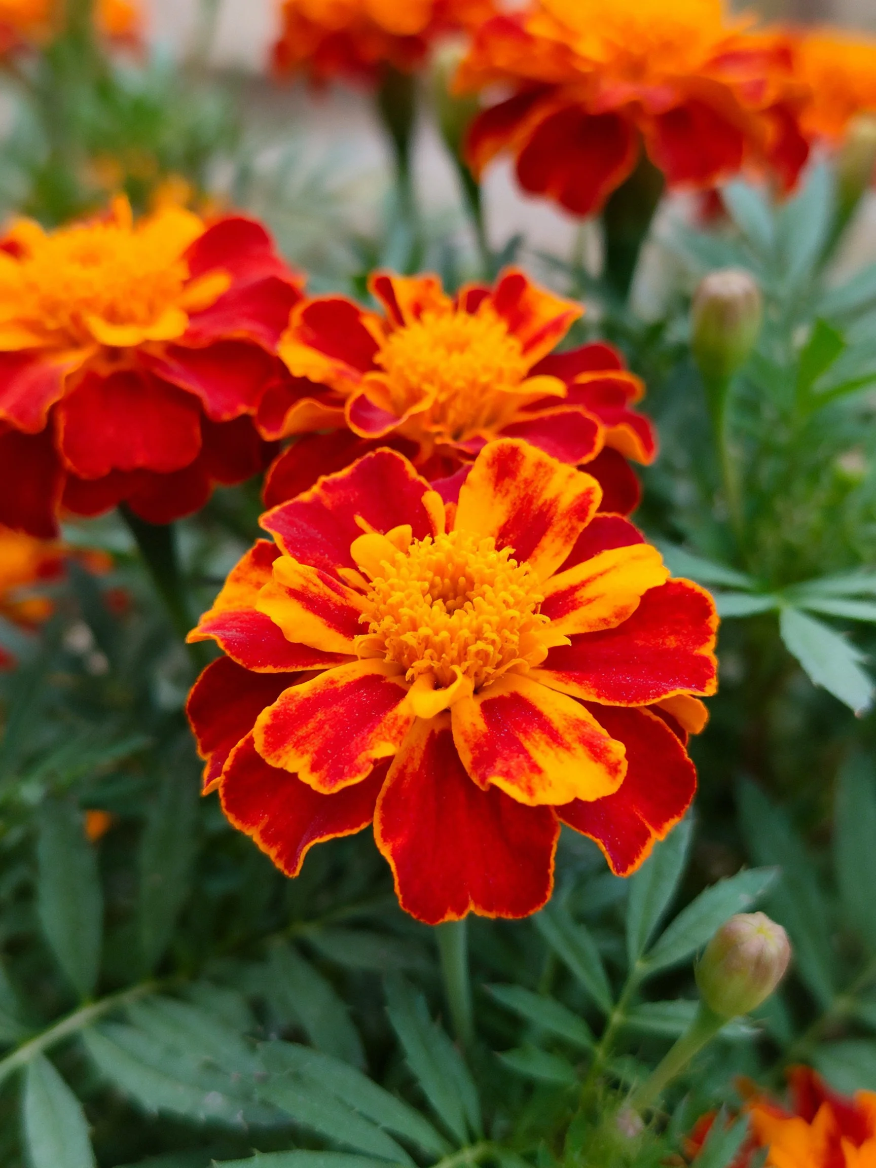 Vibrant red and orange marigolds bloom with lush green foliage