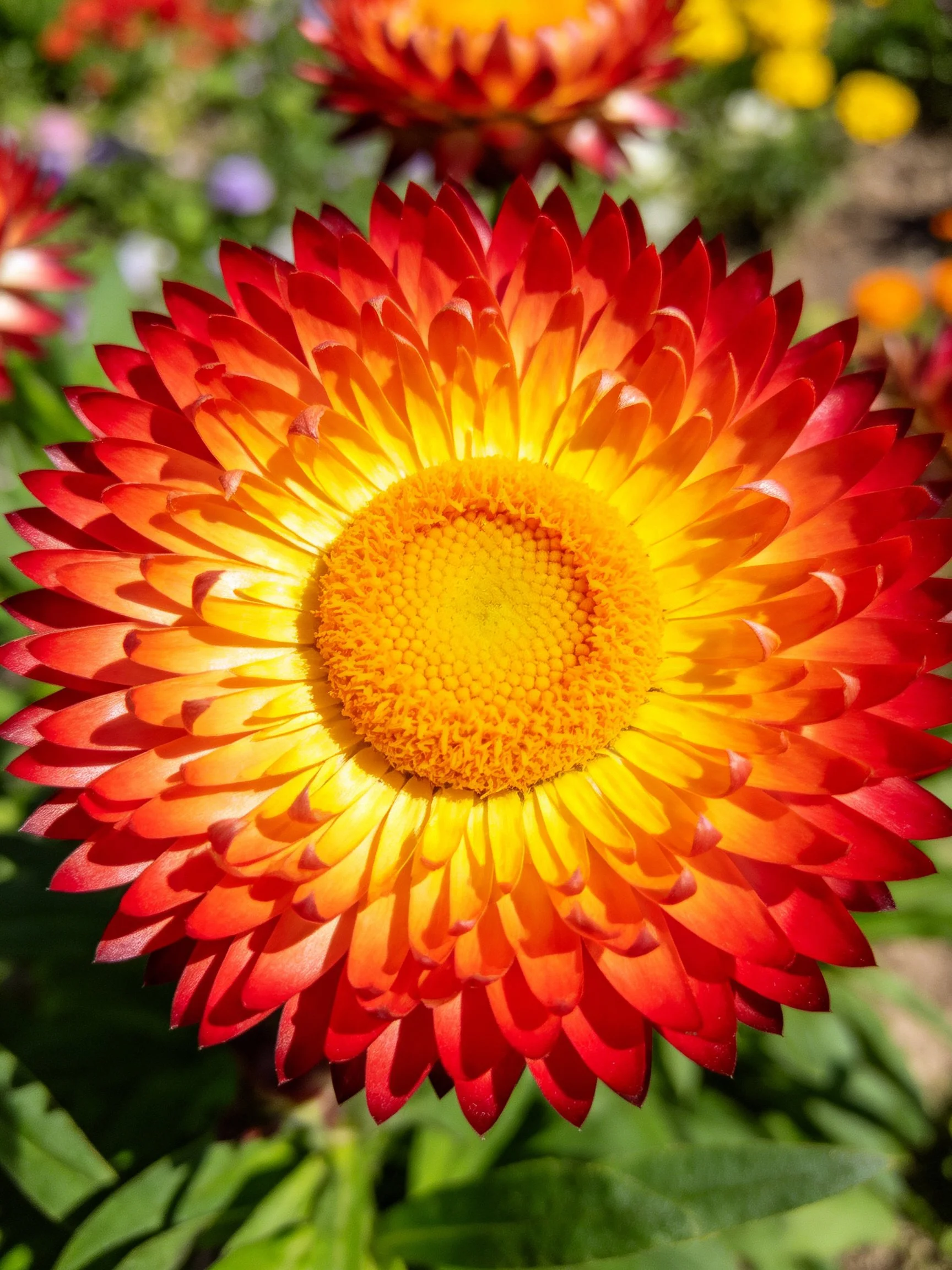 Vibrant red and yellow flower with layered petals