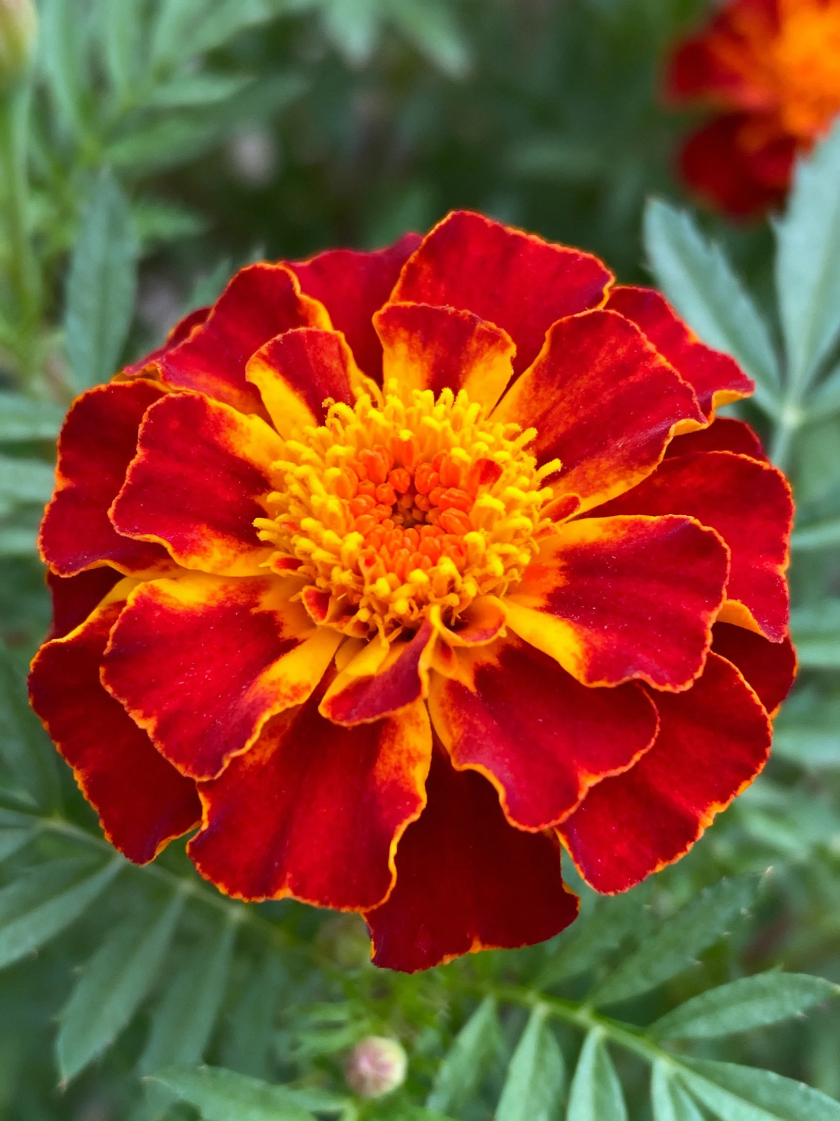 Vibrant red and yellow marigold with lush green foliage
