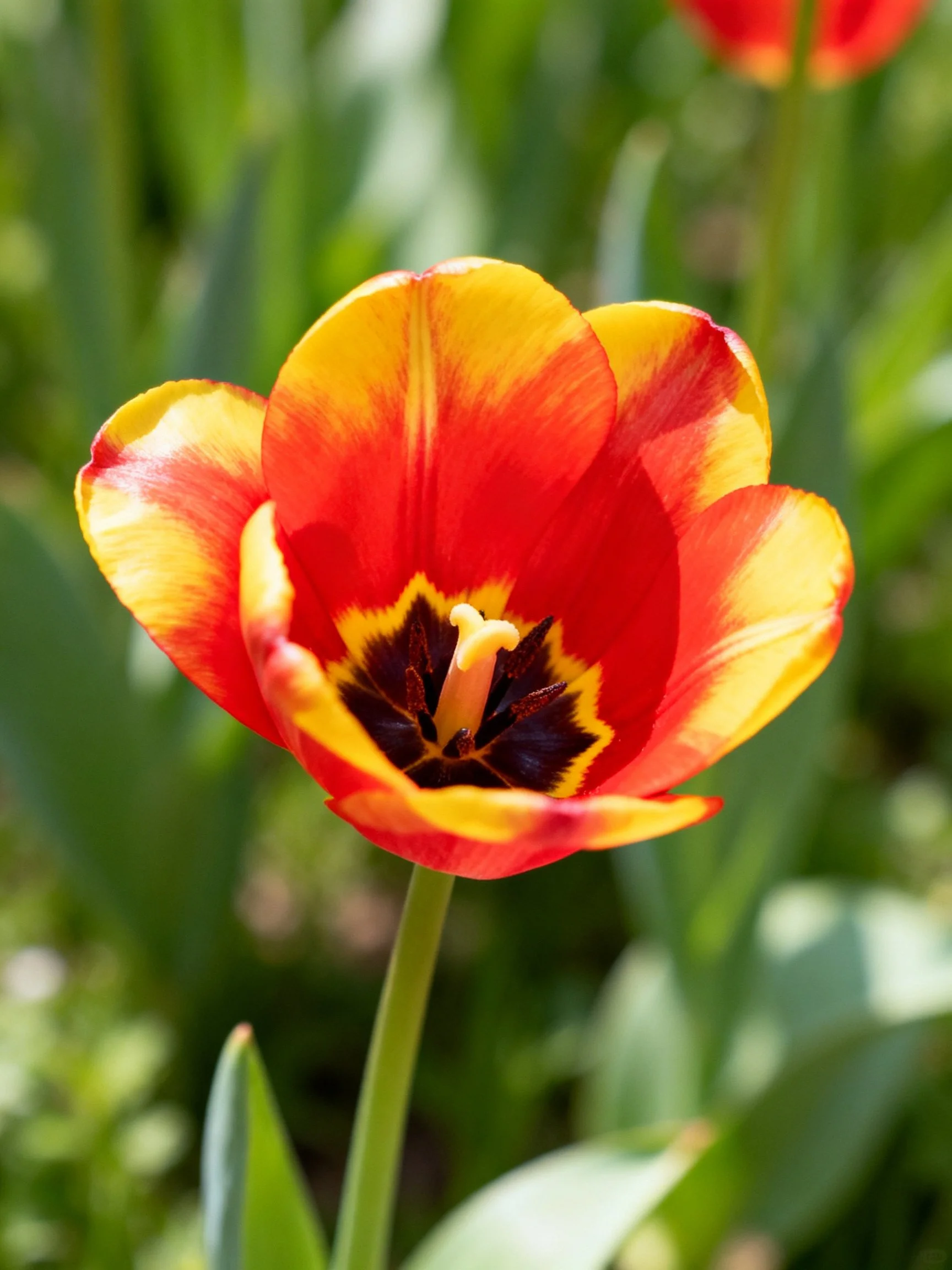 Vibrant red and yellow tulip with dark central markings
