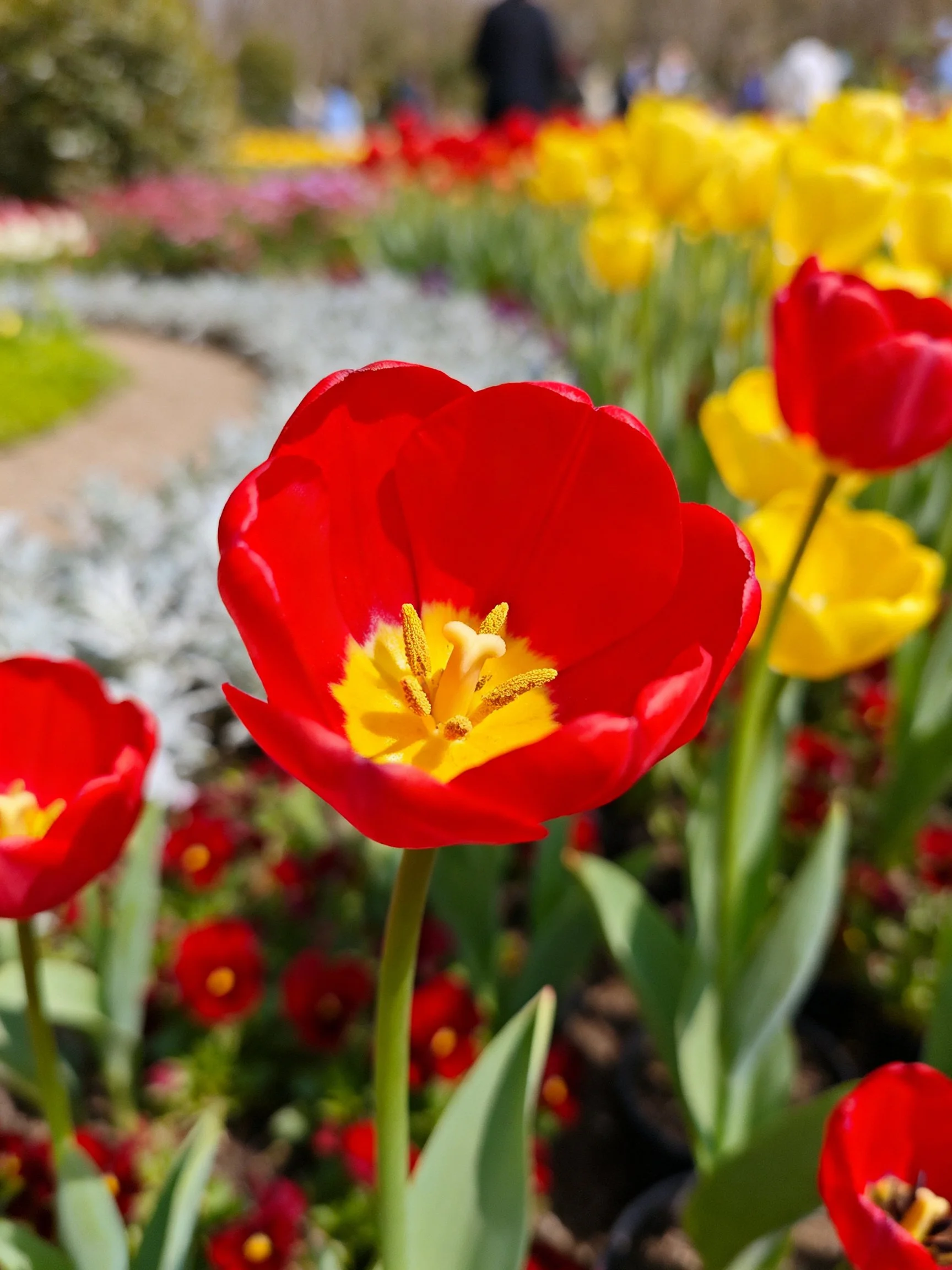 Vibrant red and yellow tulips blooming in a sunlit garden