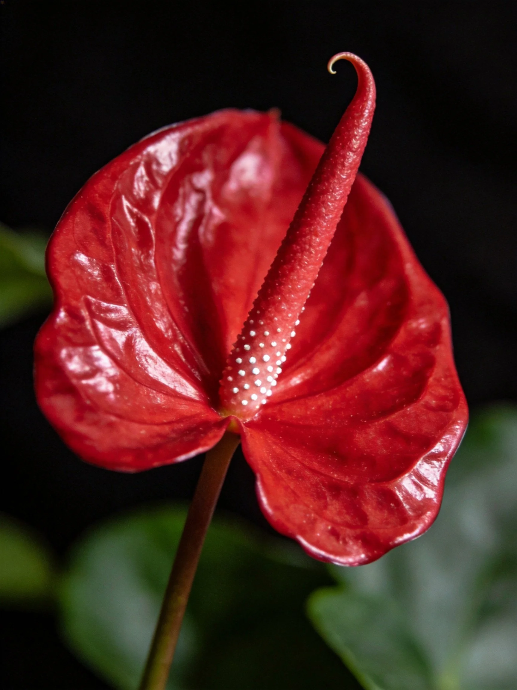 Vibrant red anthurium flower with glossy bracts