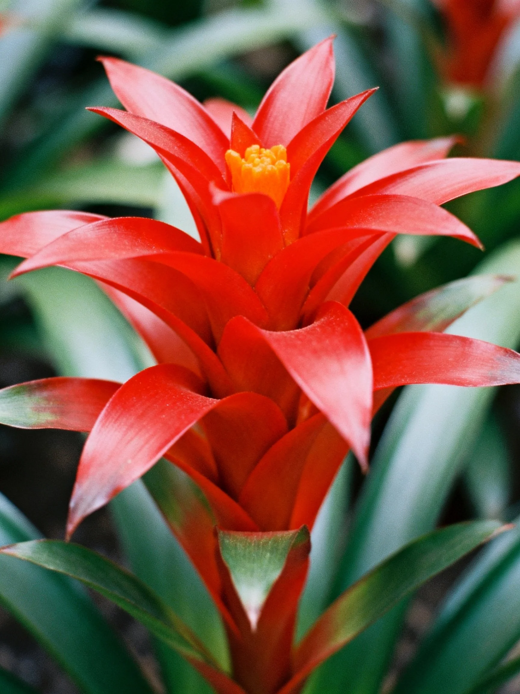 Vibrant red bromeliad with orange central bloom