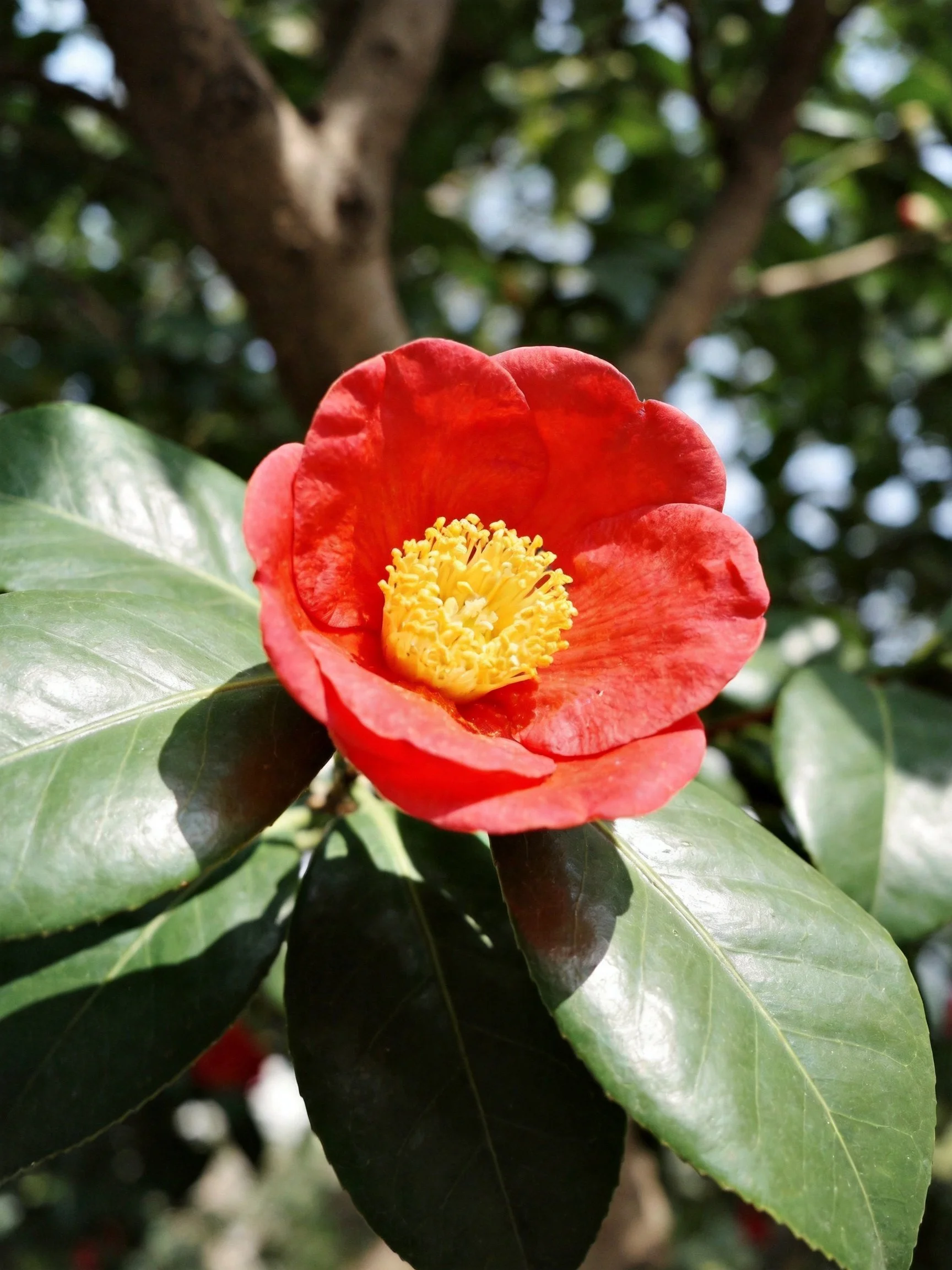 Vibrant red camellia flower with yellow center amid glossy green foliage