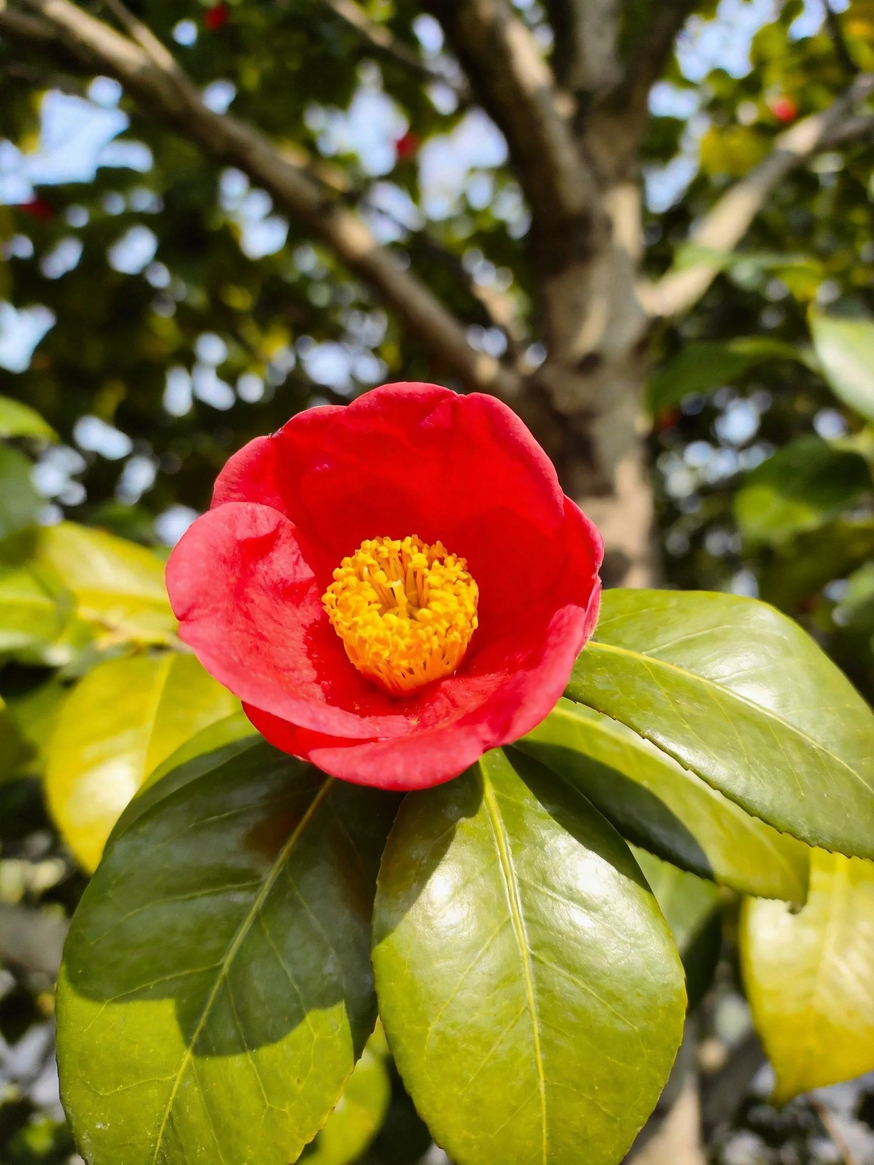 Vibrant red camellia flower with yellow center among glossy green leaves