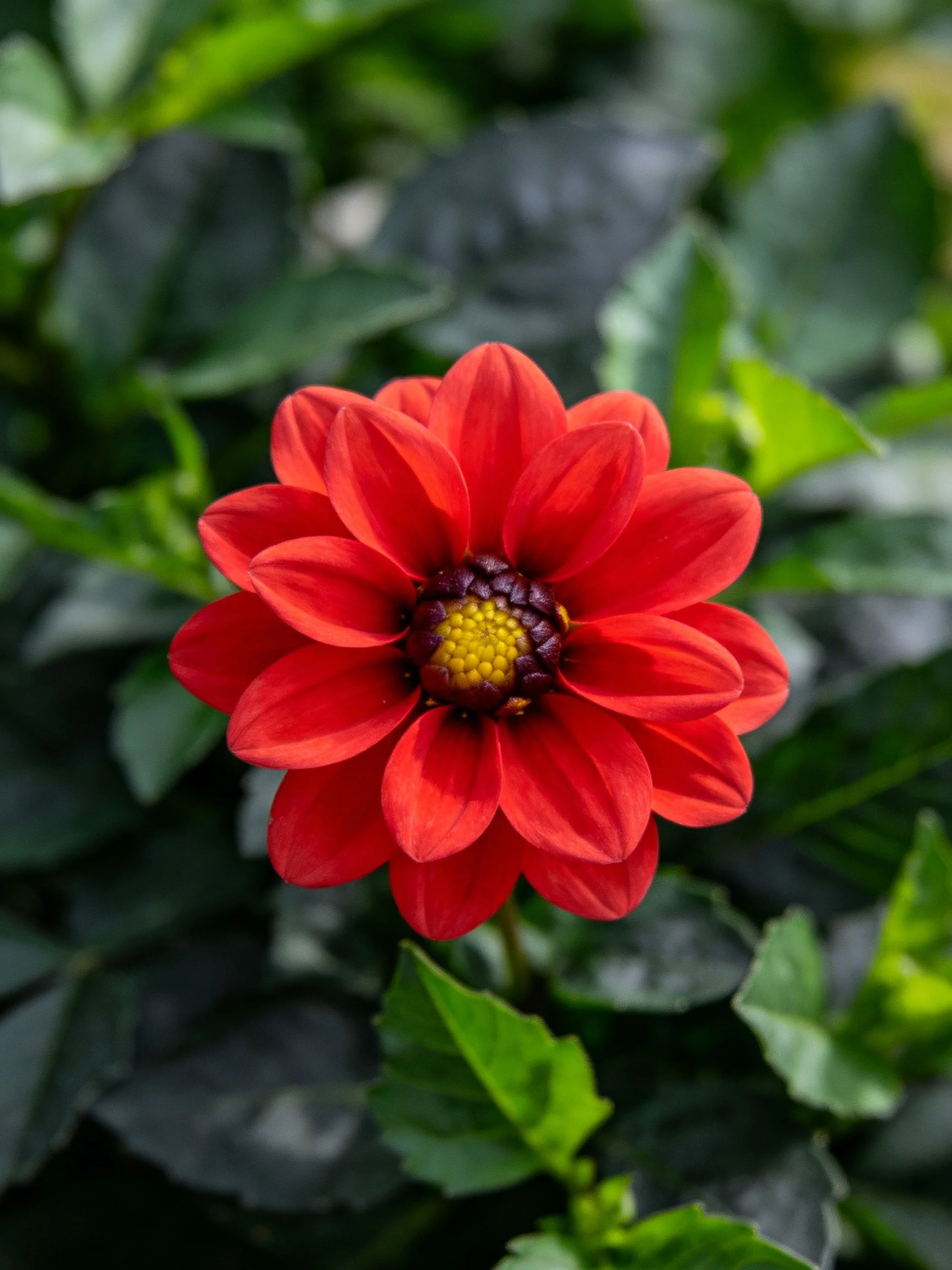 Vibrant red dahlia surrounded by dark green foliage